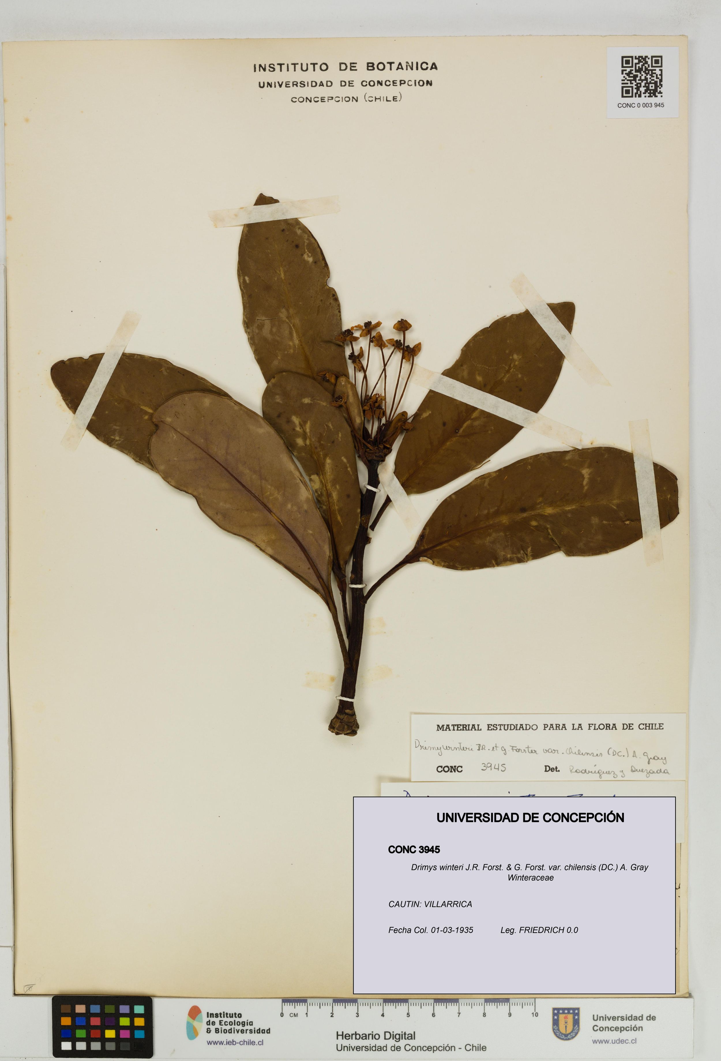 Drimys winteri var. chilensis [Espécimen: ]