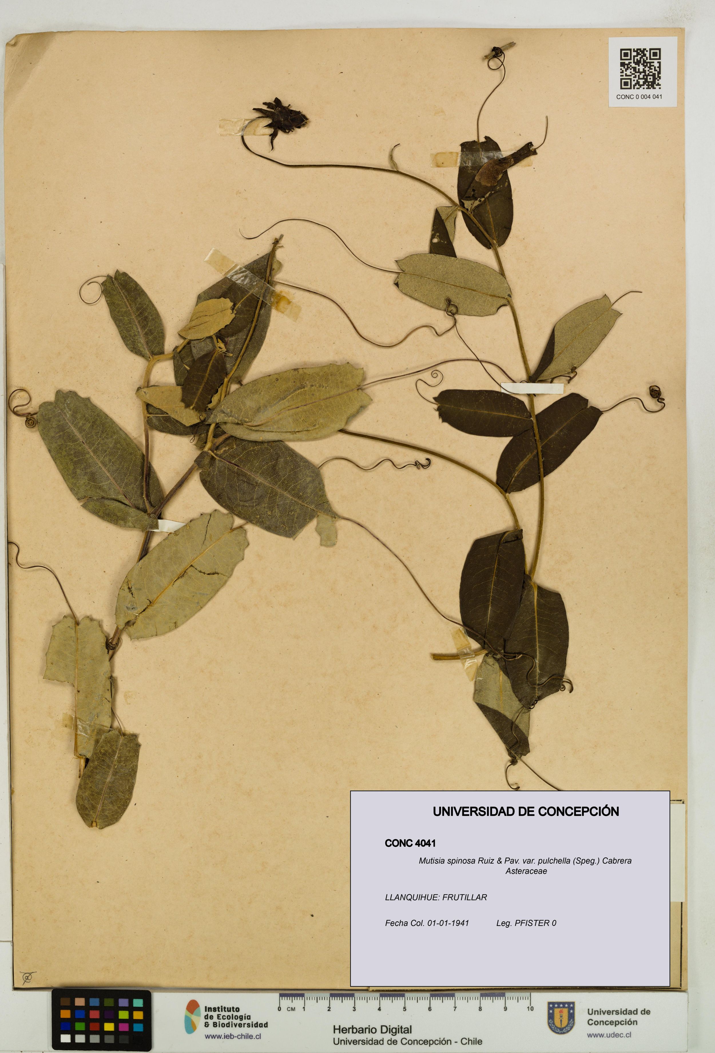 Mutisia spinosa var. pulchella [Espécimen: ]