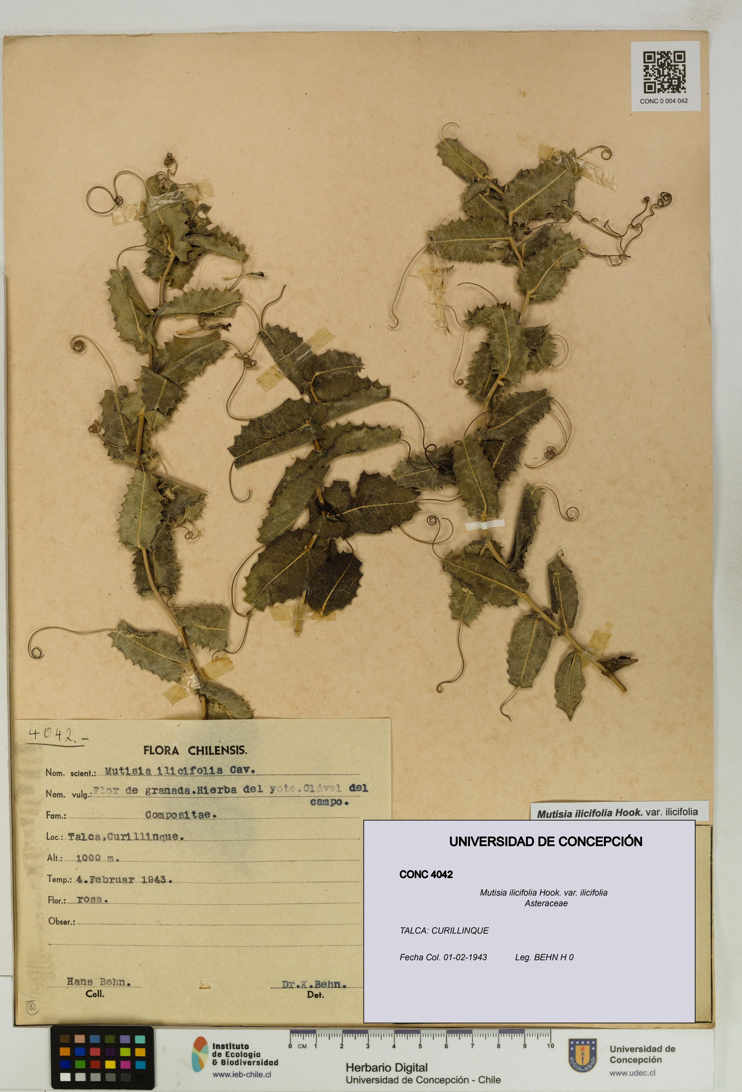 Mutisia ilicifolia var. ilicifolia [Espécimen: ]