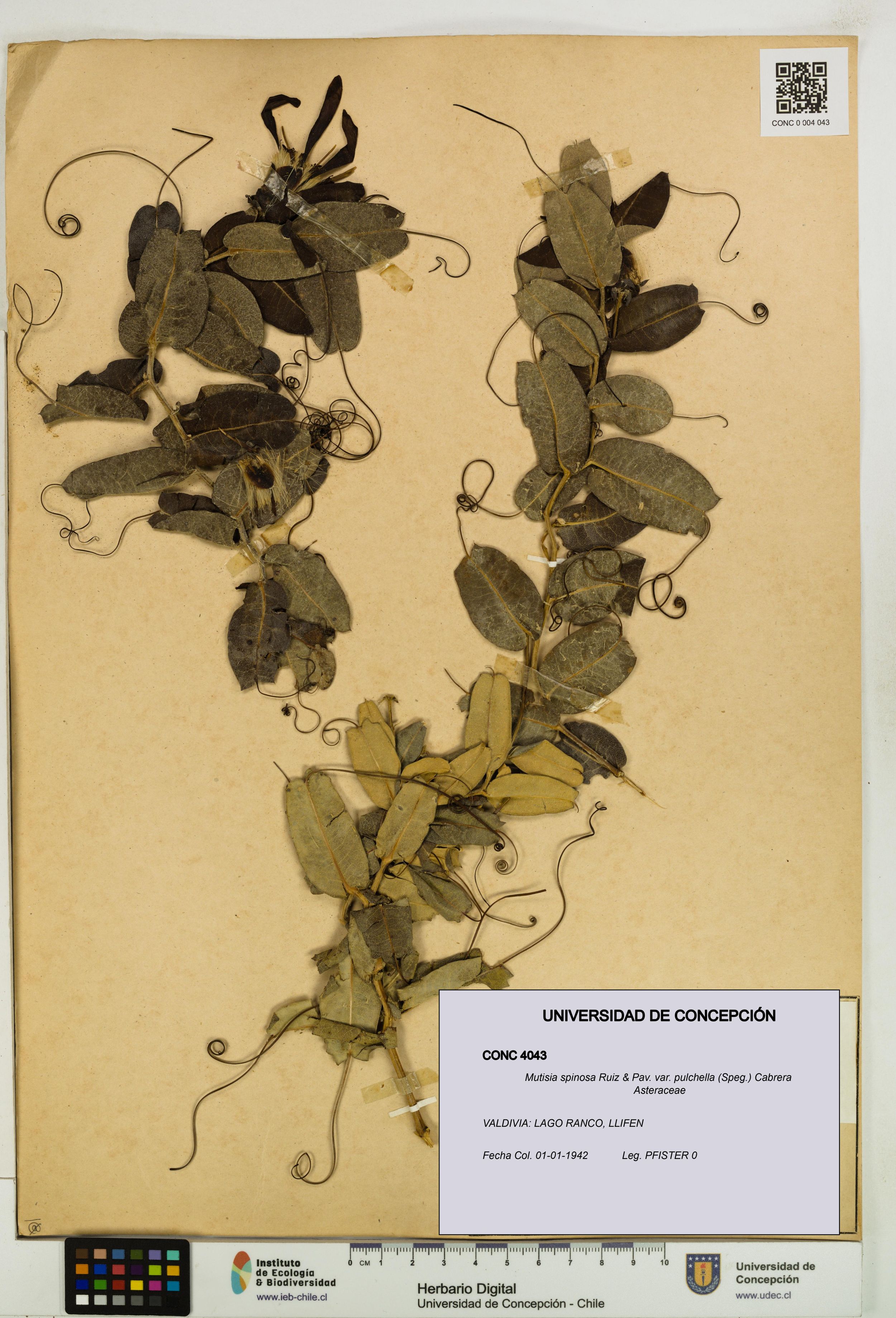 Mutisia spinosa var. pulchella [Espécimen: ]
