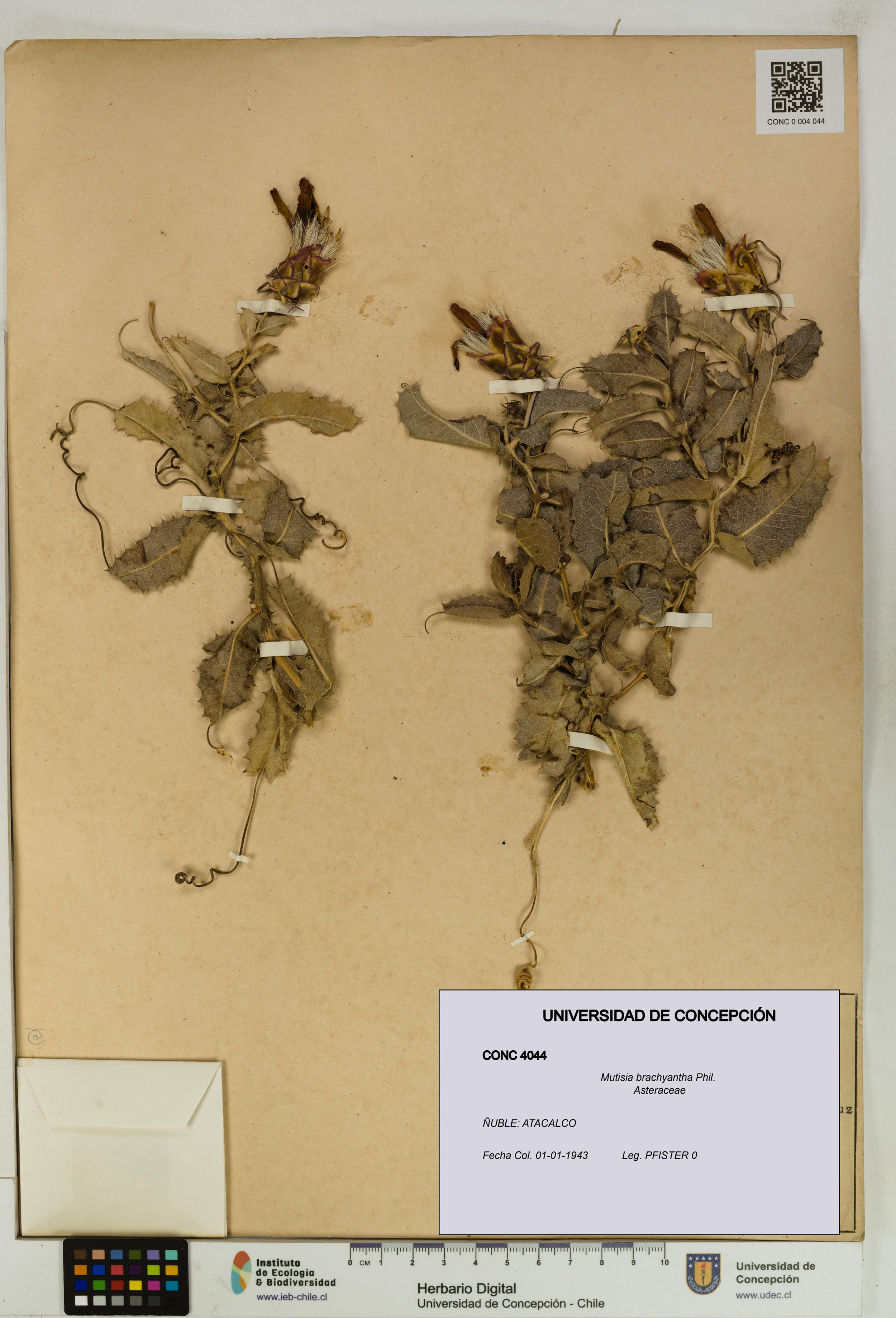 Mutisia brachyantha [Espécimen: ]