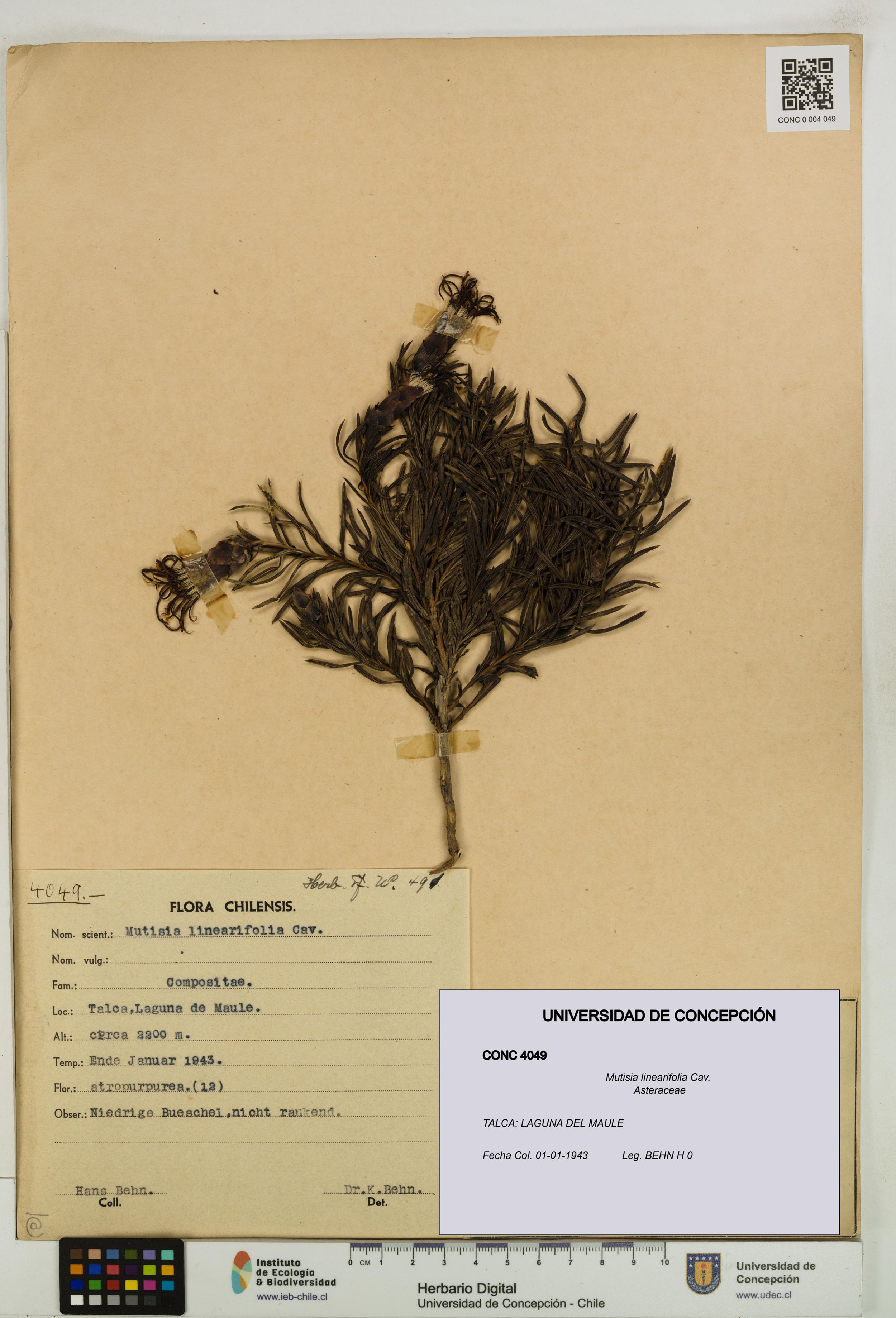 Mutisia linearifolia [Espécimen: ]