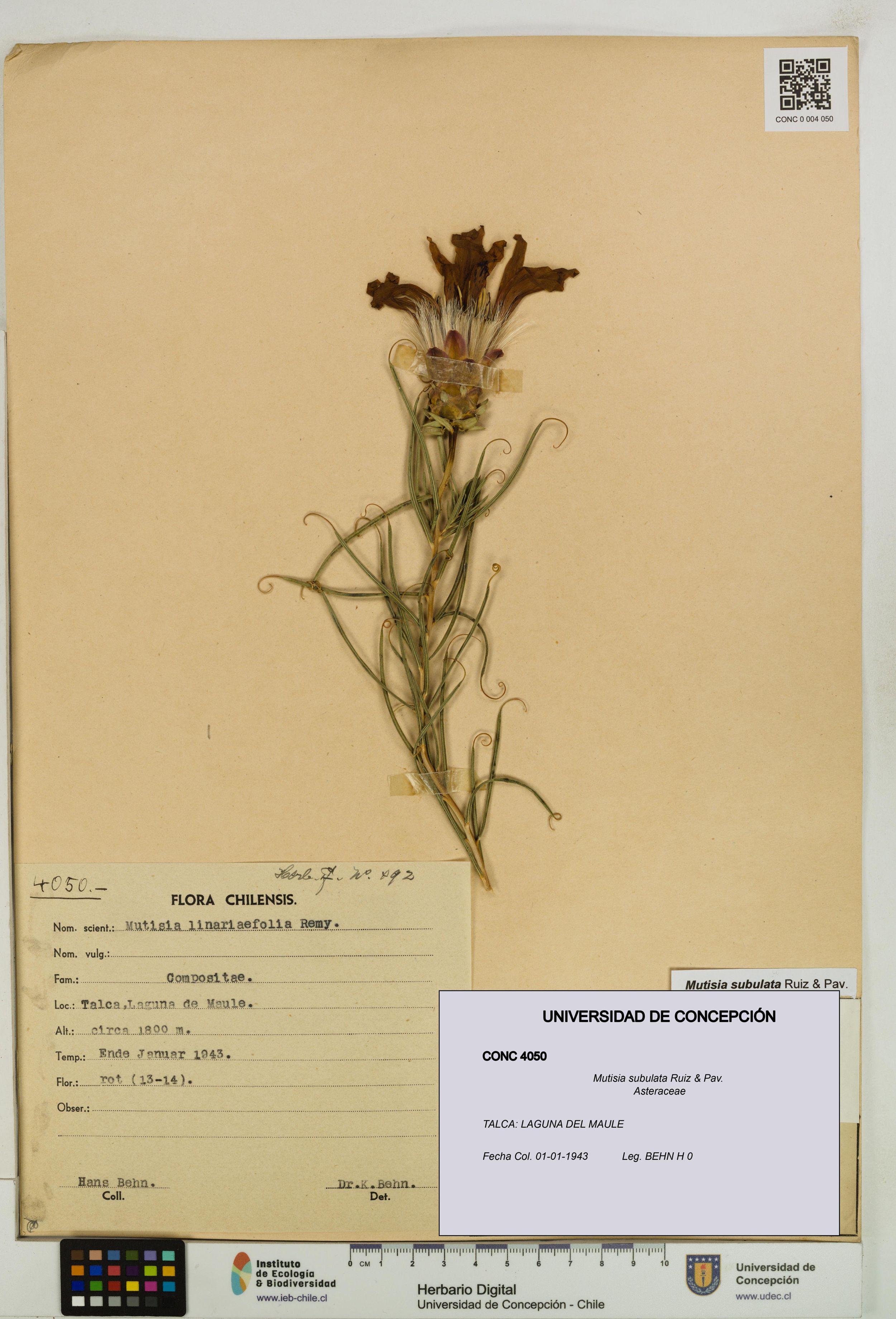 Mutisia subulata [Espécimen: ]