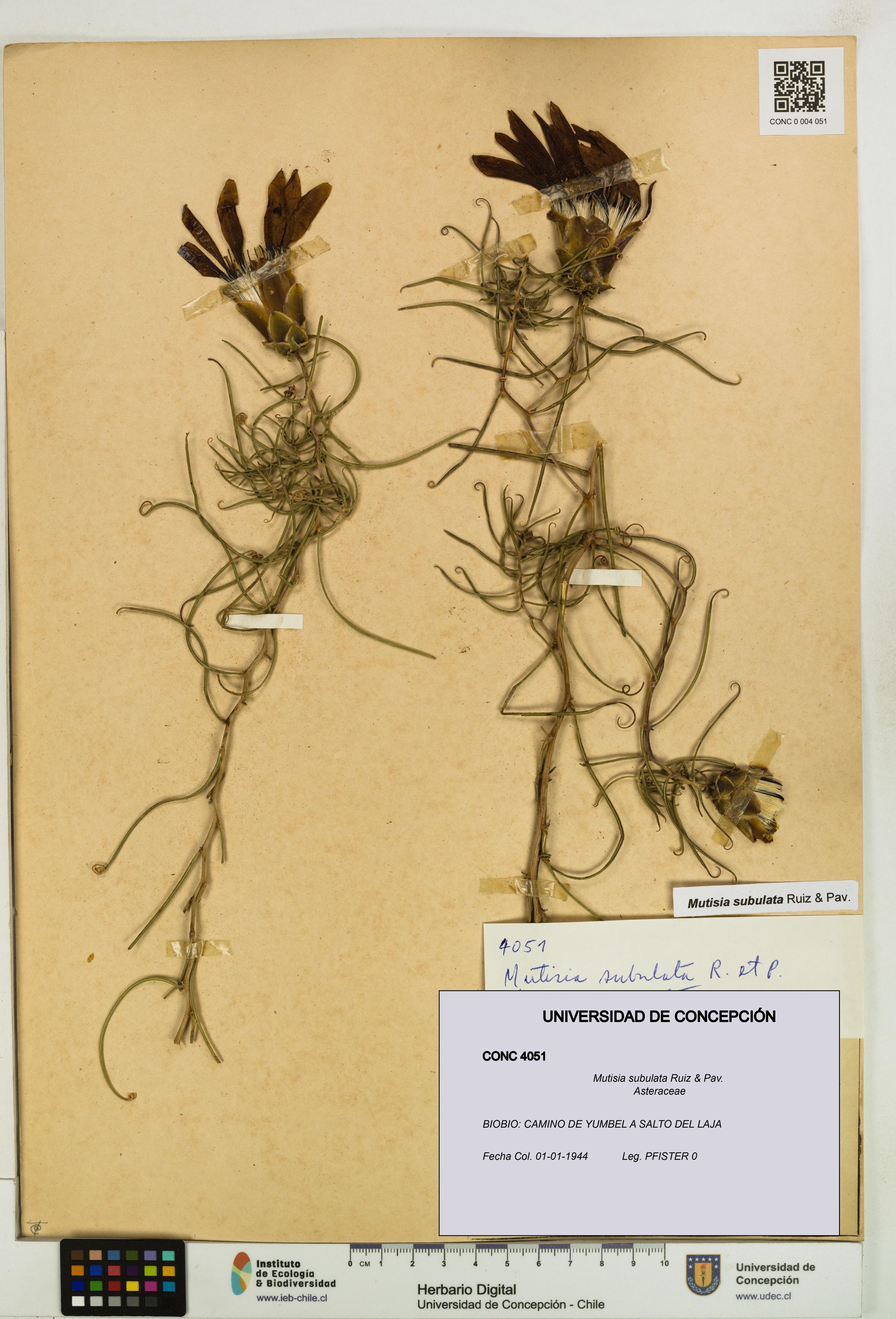 Mutisia subulata [Espécimen: ]