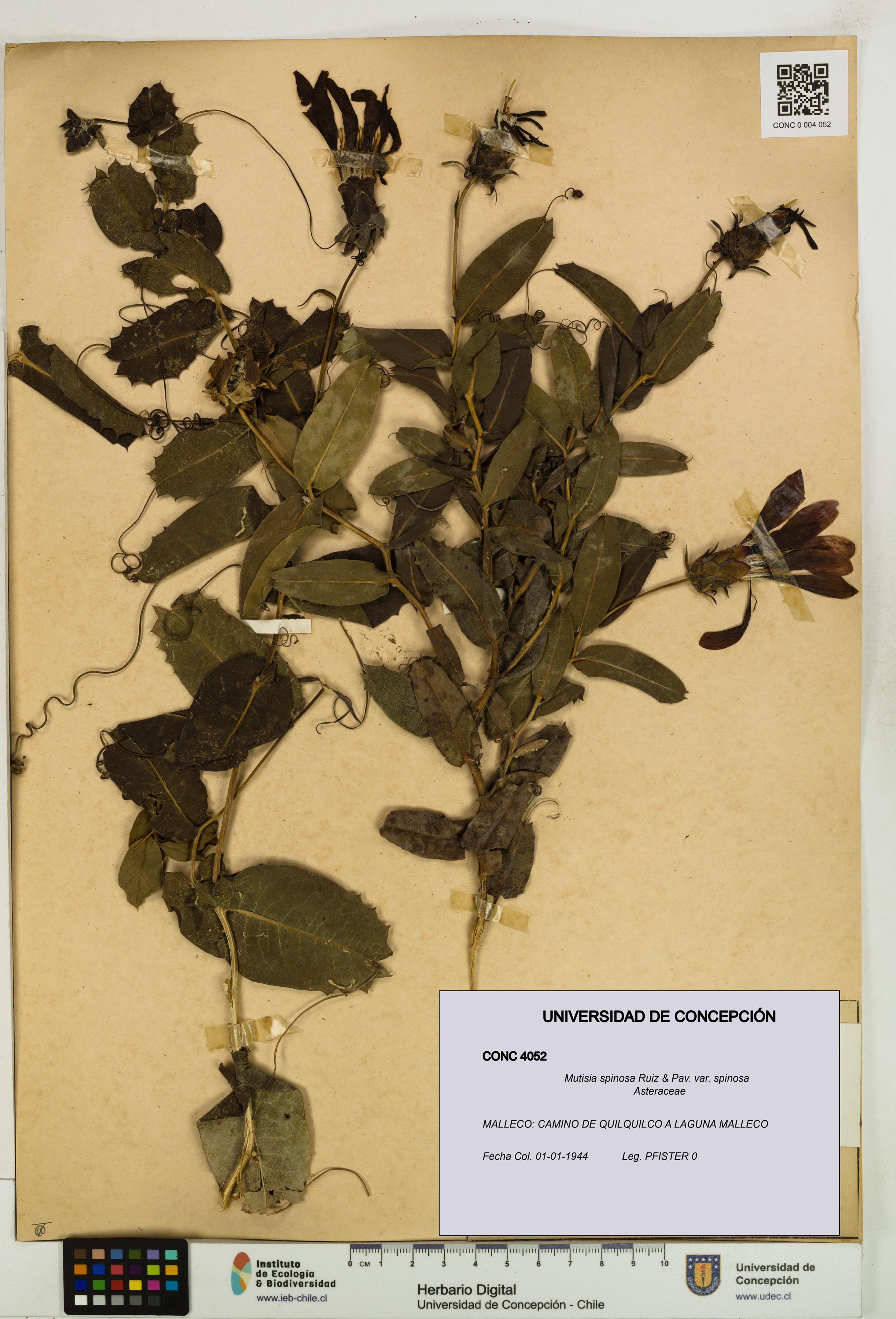 Mutisia spinosa var. spinosa [Espécimen: ]