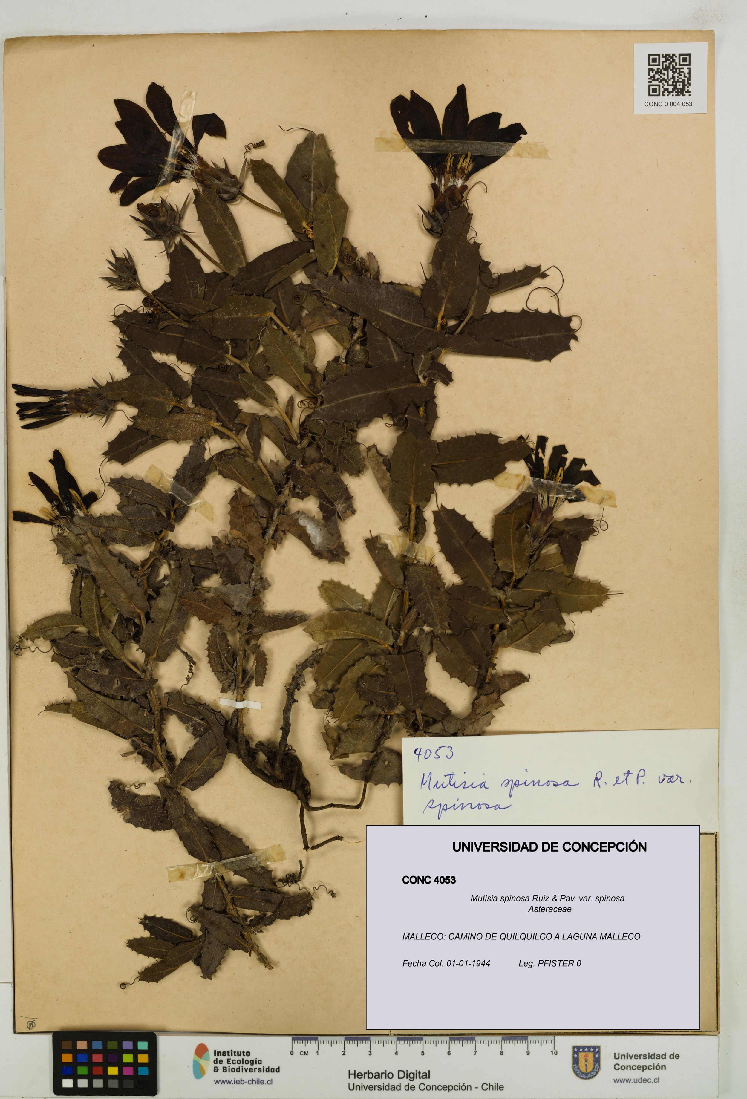 Mutisia spinosa var. spinosa [Espécimen: ]