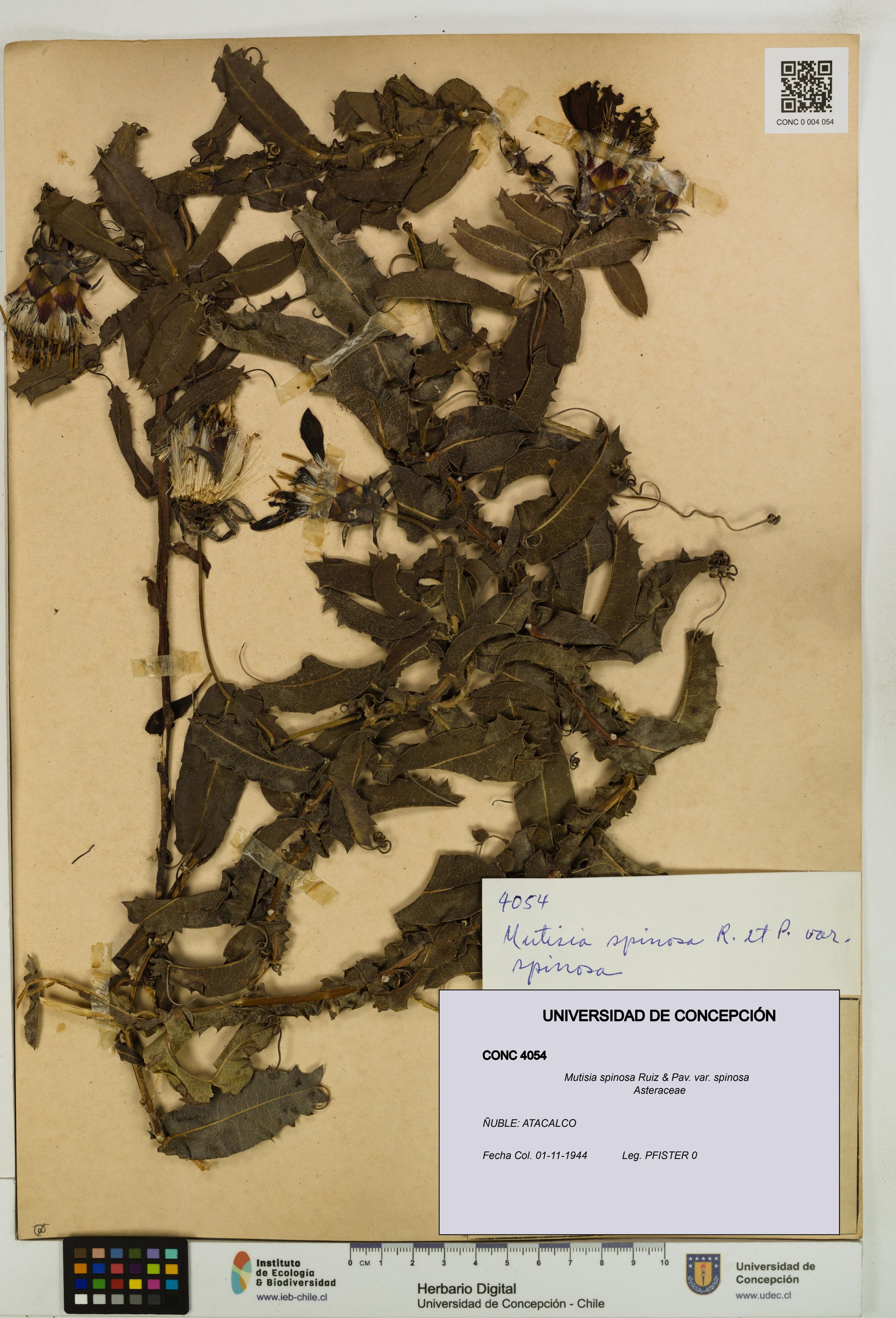 Mutisia spinosa var. spinosa [Espécimen: ]
