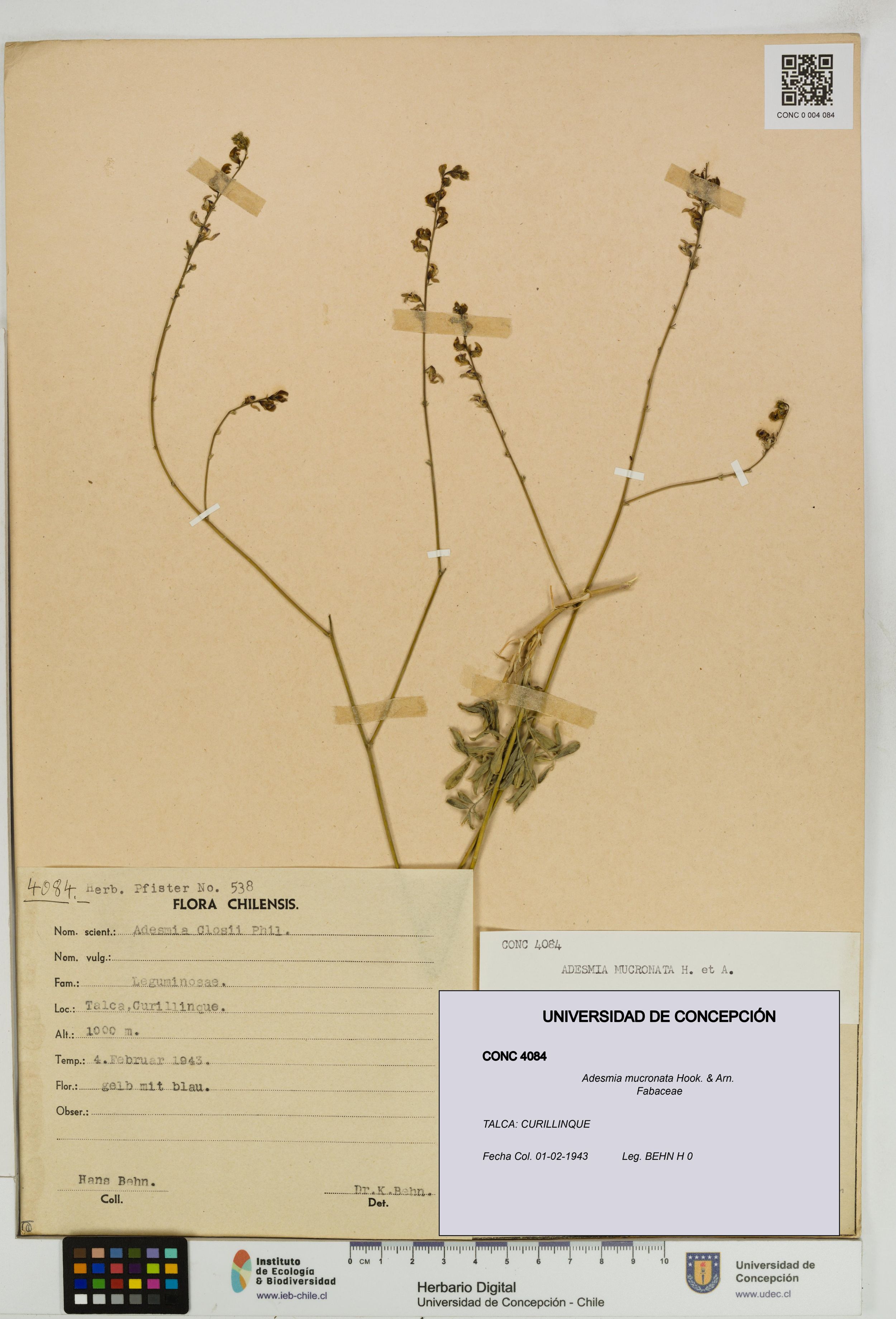 Adesmia mucronata [Espécimen: ]