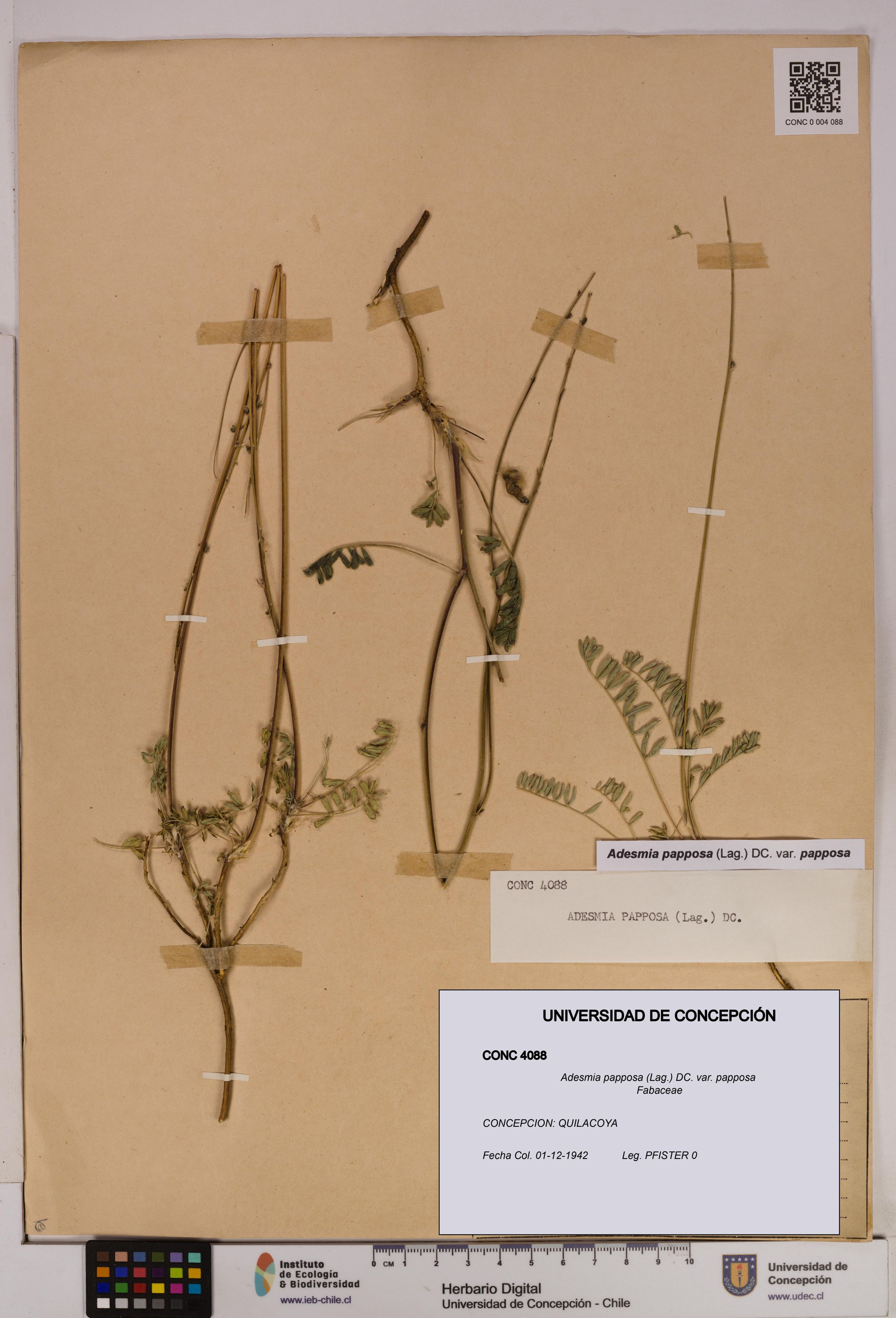 Adesmia papposa var. papposa [Espécimen: ]