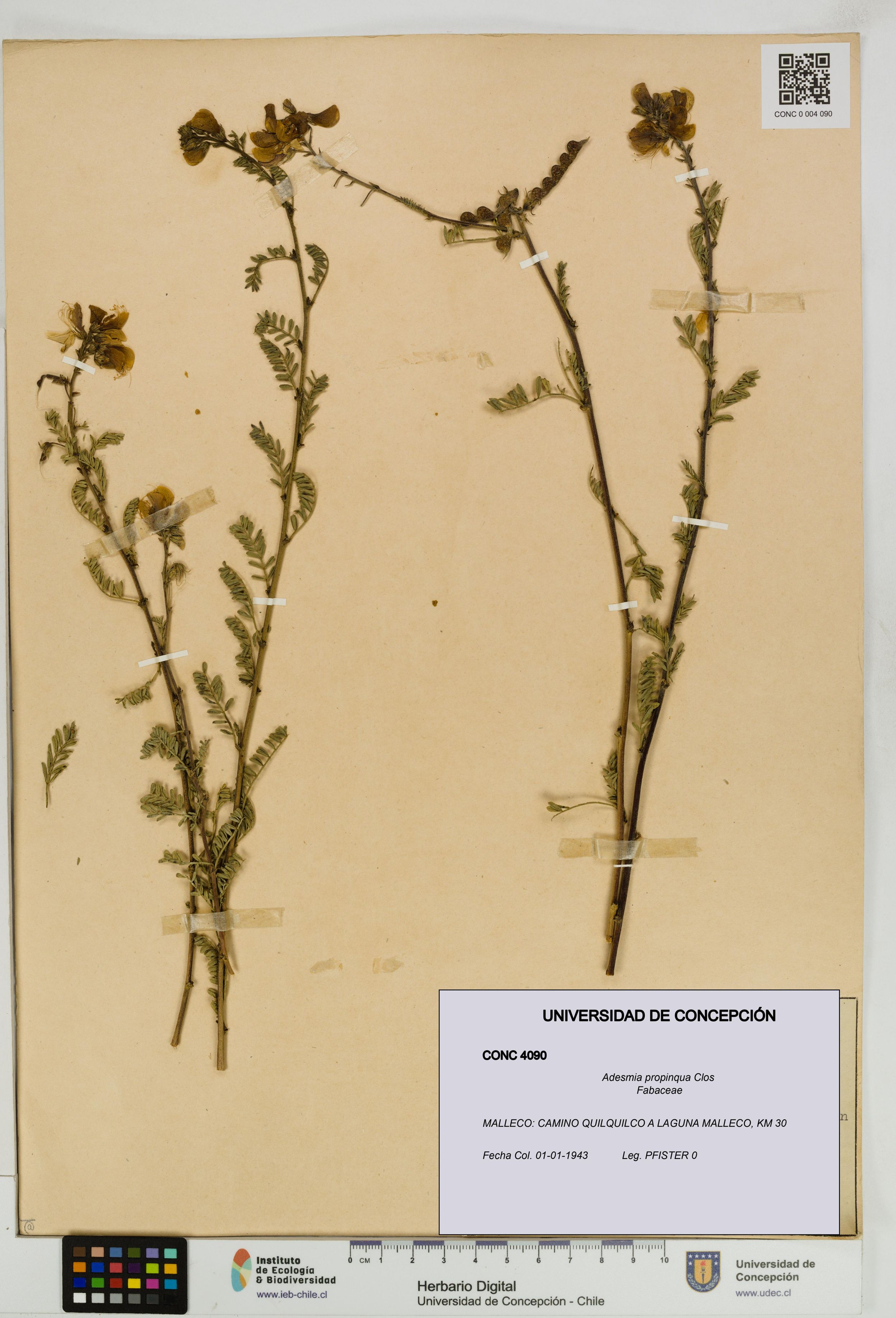 Adesmia propinqua [Espécimen: ]