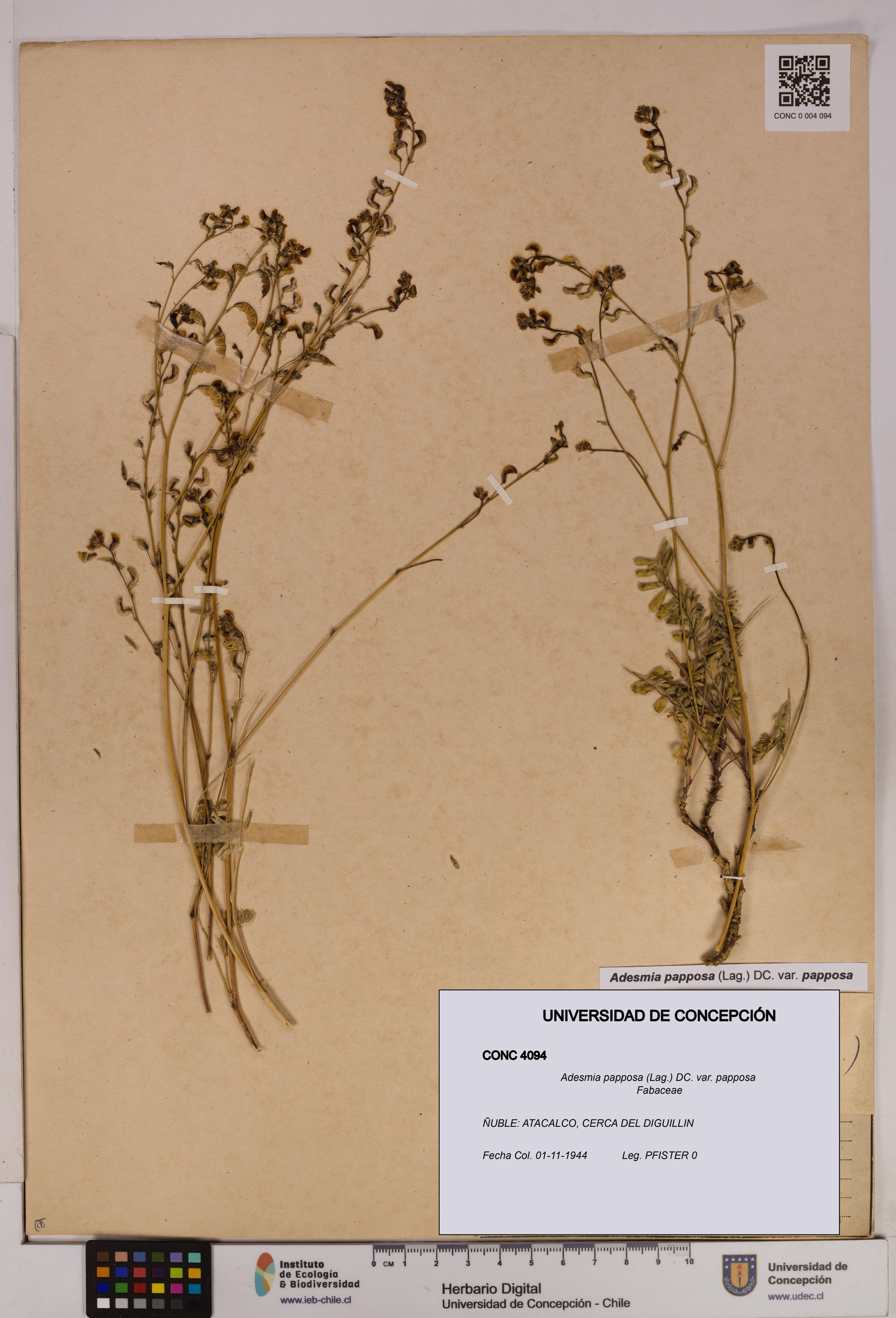 Adesmia papposa var. papposa [Espécimen: ]