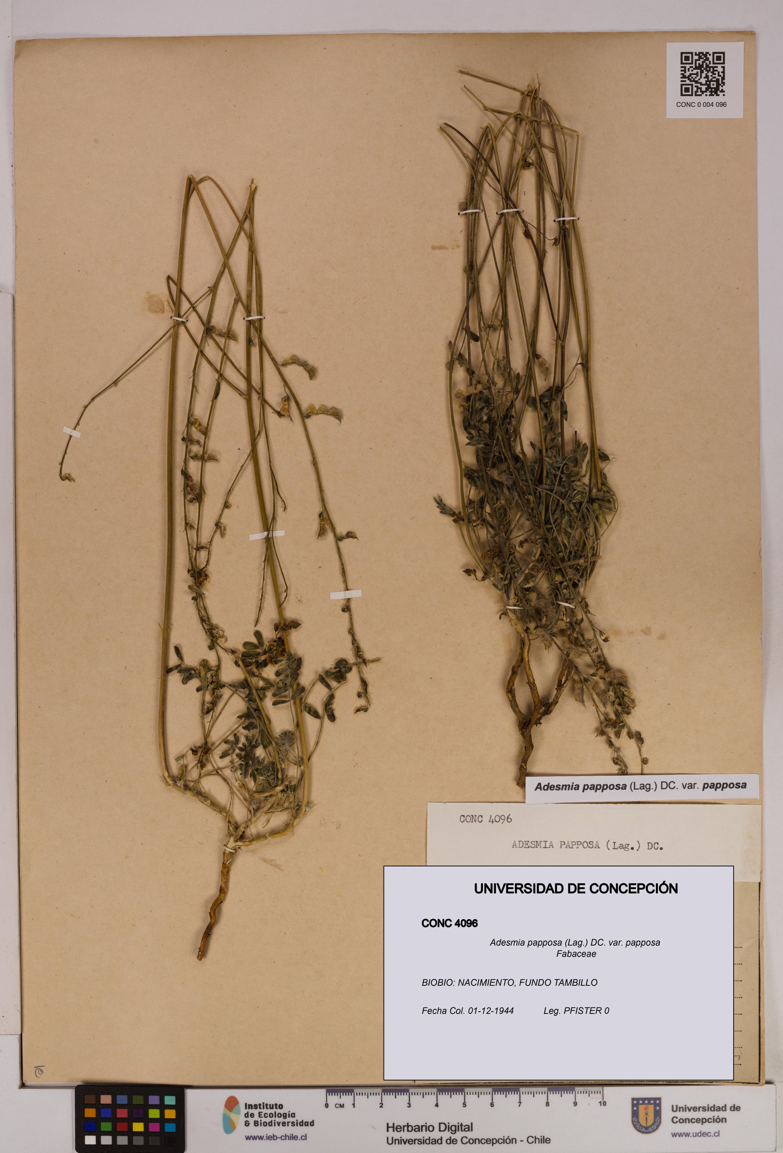 Adesmia papposa var. papposa [Espécimen: ]