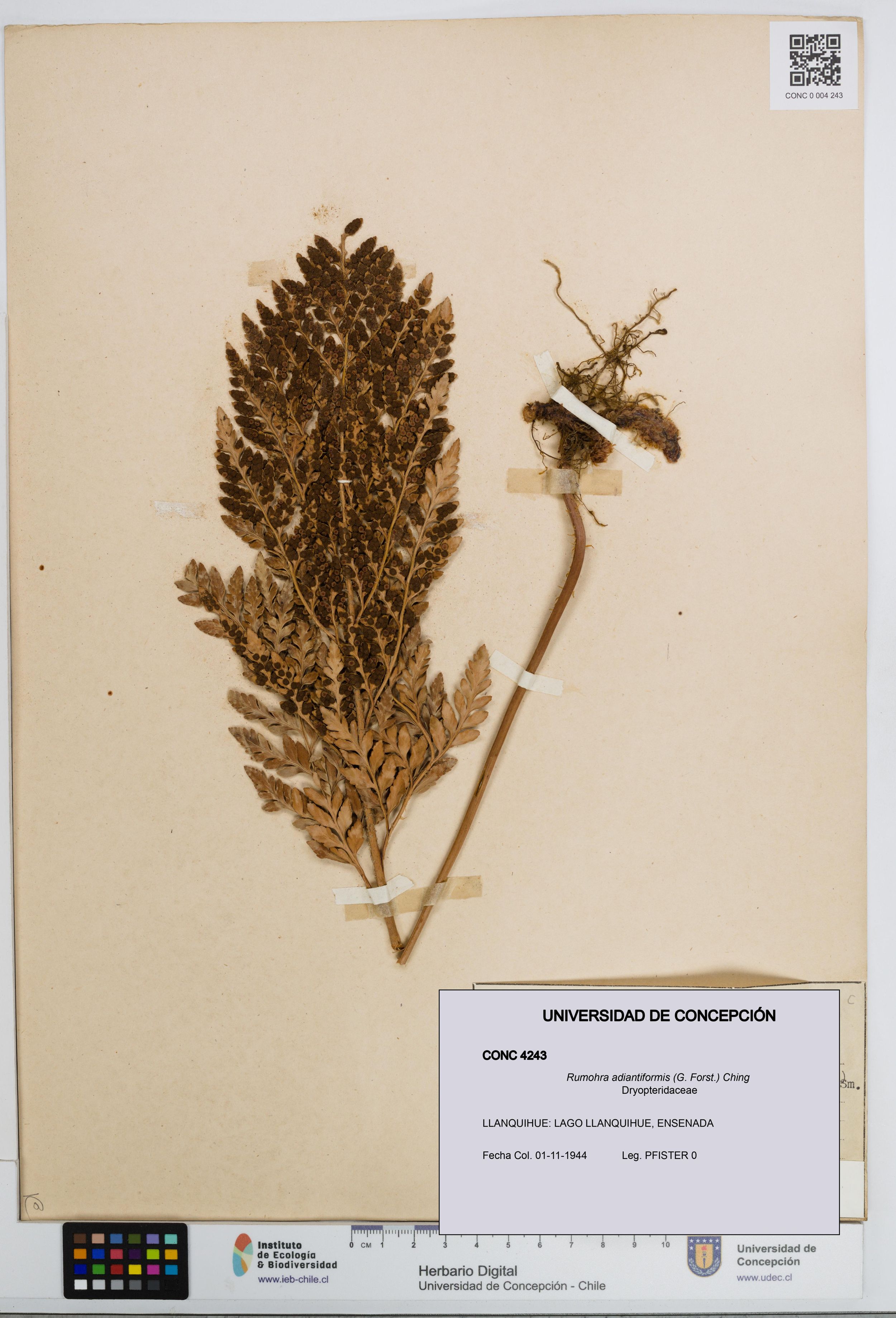 Rumohra adiantiformis [Espécimen: ]