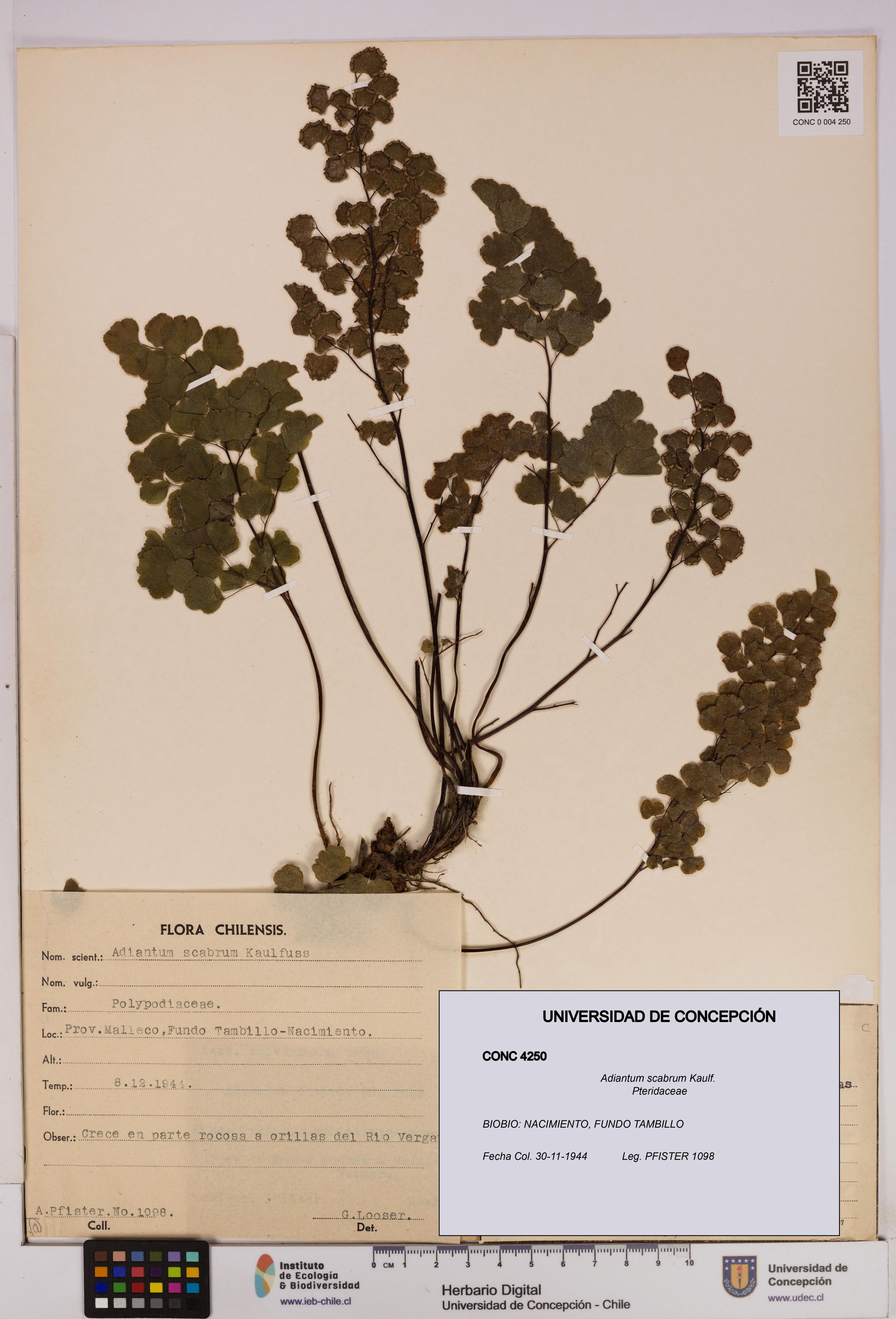 Adiantum scabrum [Espécimen: ]