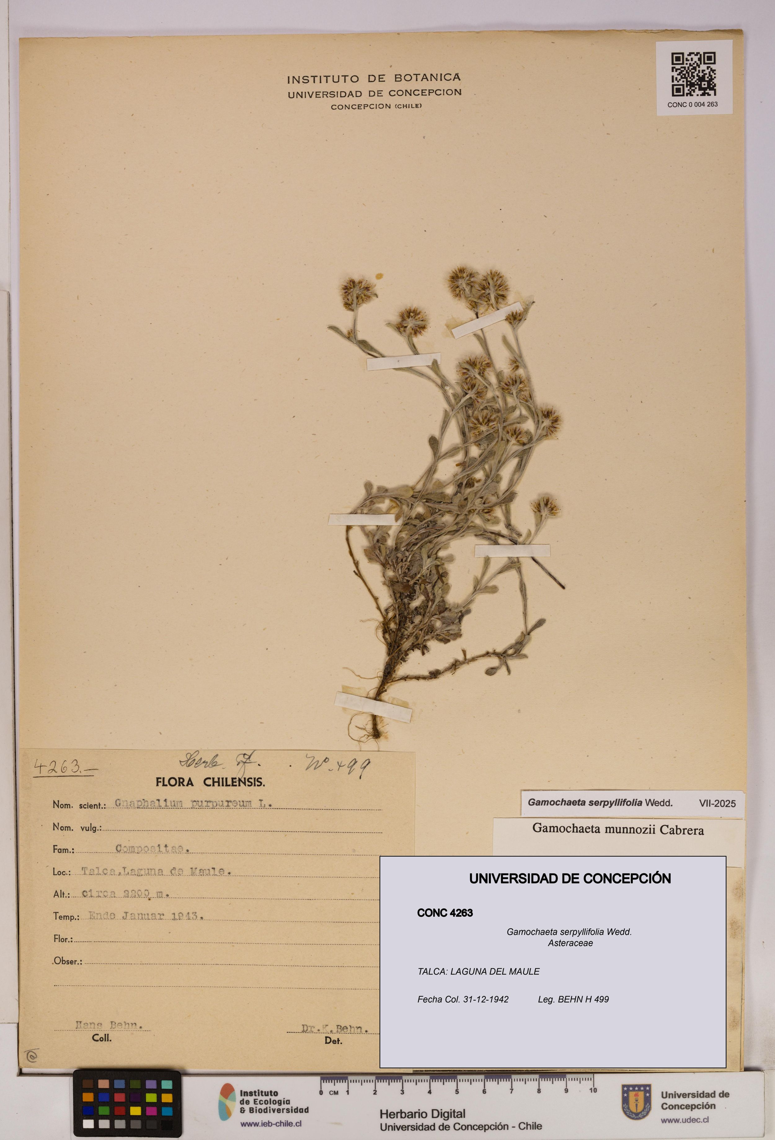 Gamochaeta serpyllifolia [Espécimen: ]