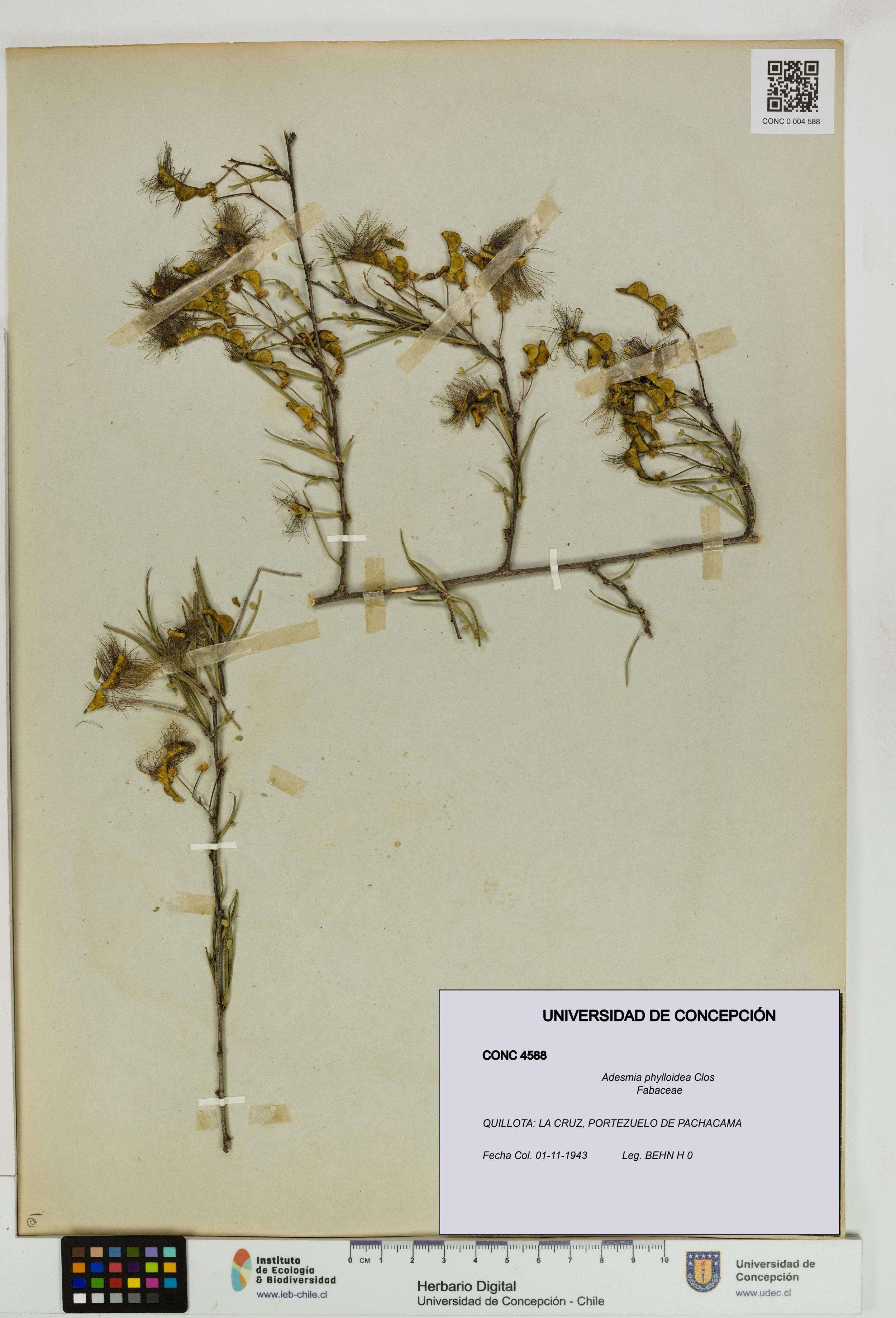 Adesmia phylloidea [Espécimen: ]