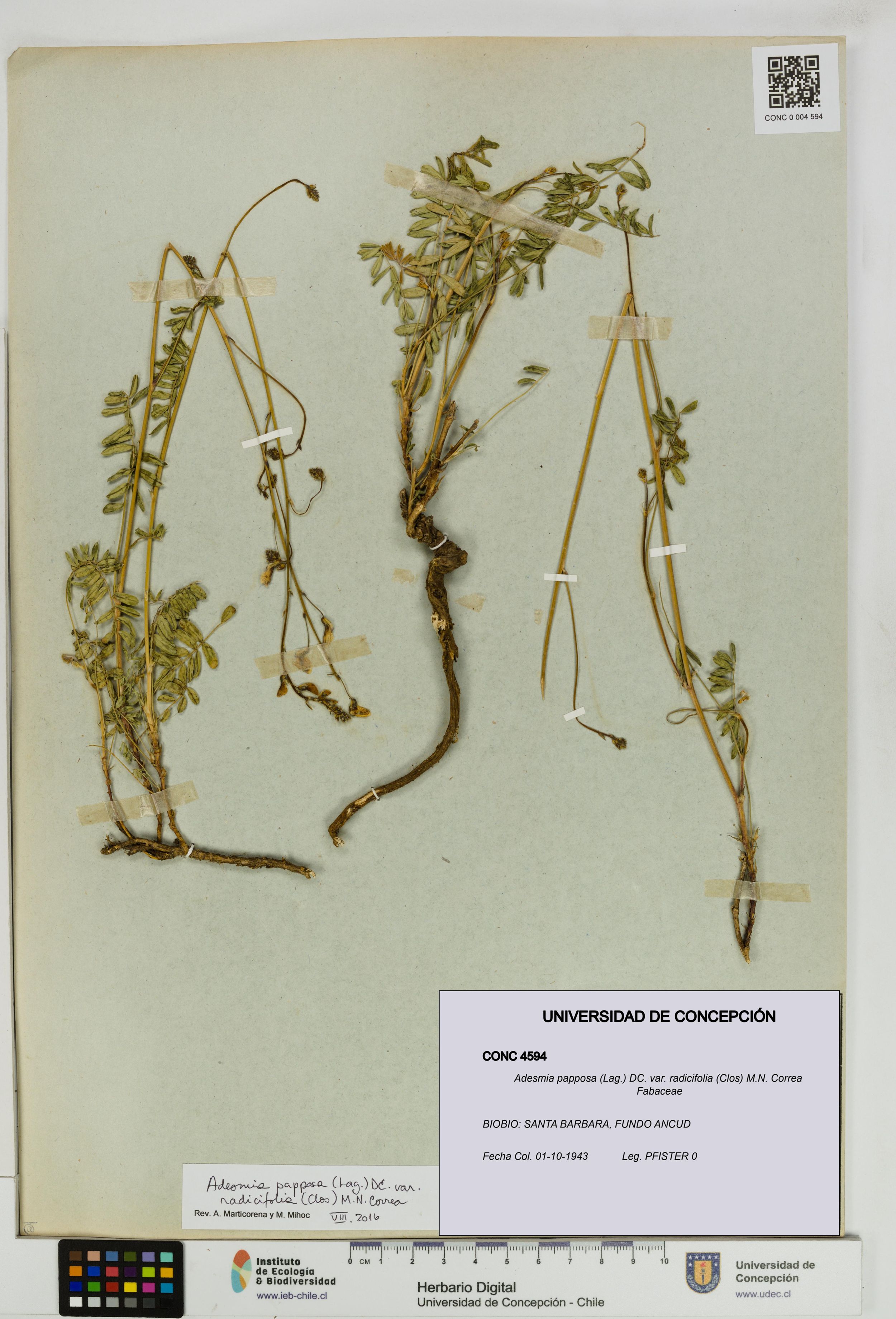 Adesmia papposa var. radicifolia [Espécimen: ]