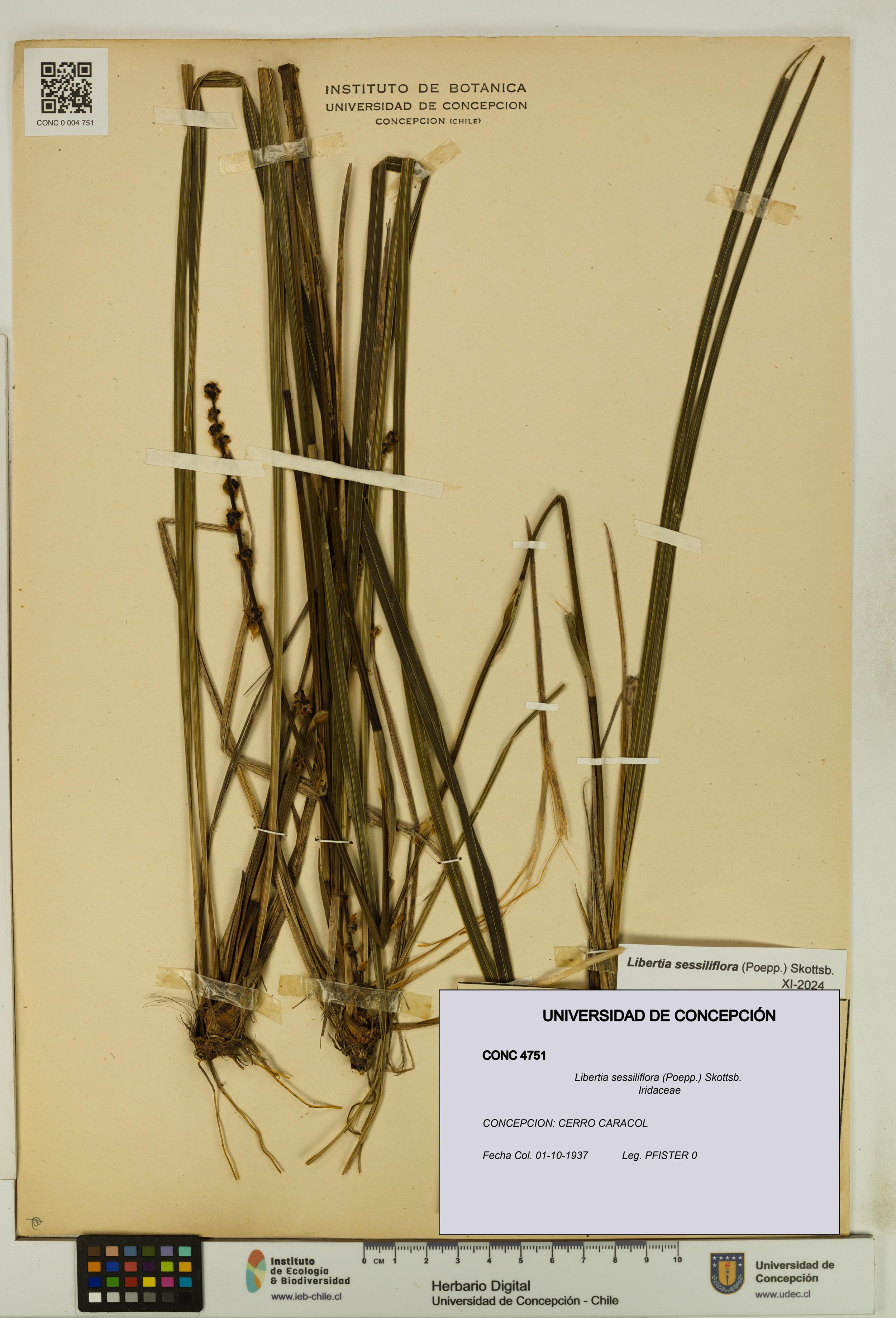 Libertia sessiliflora [Espécimen: ]