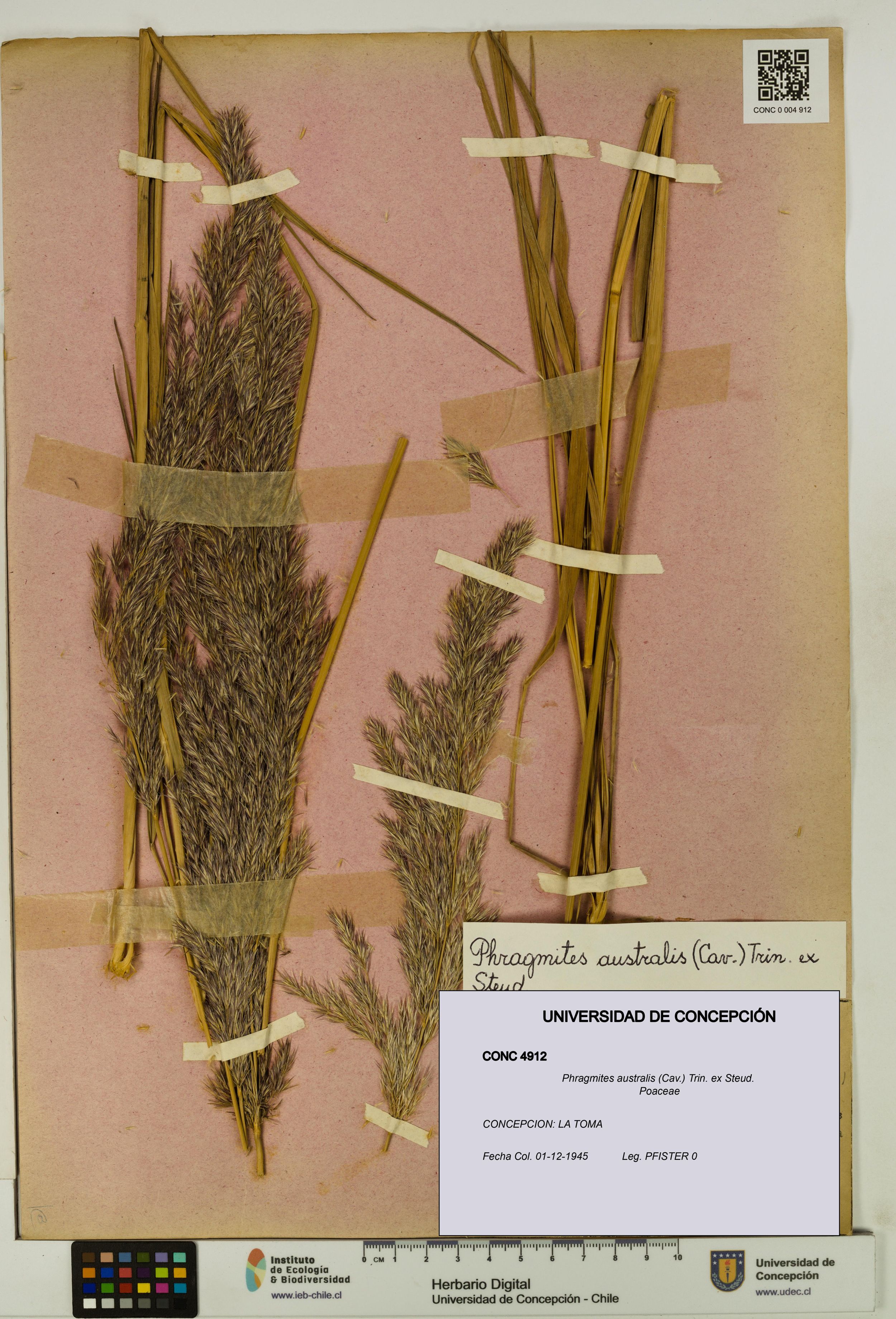 Phragmites australis [Espécimen: ]