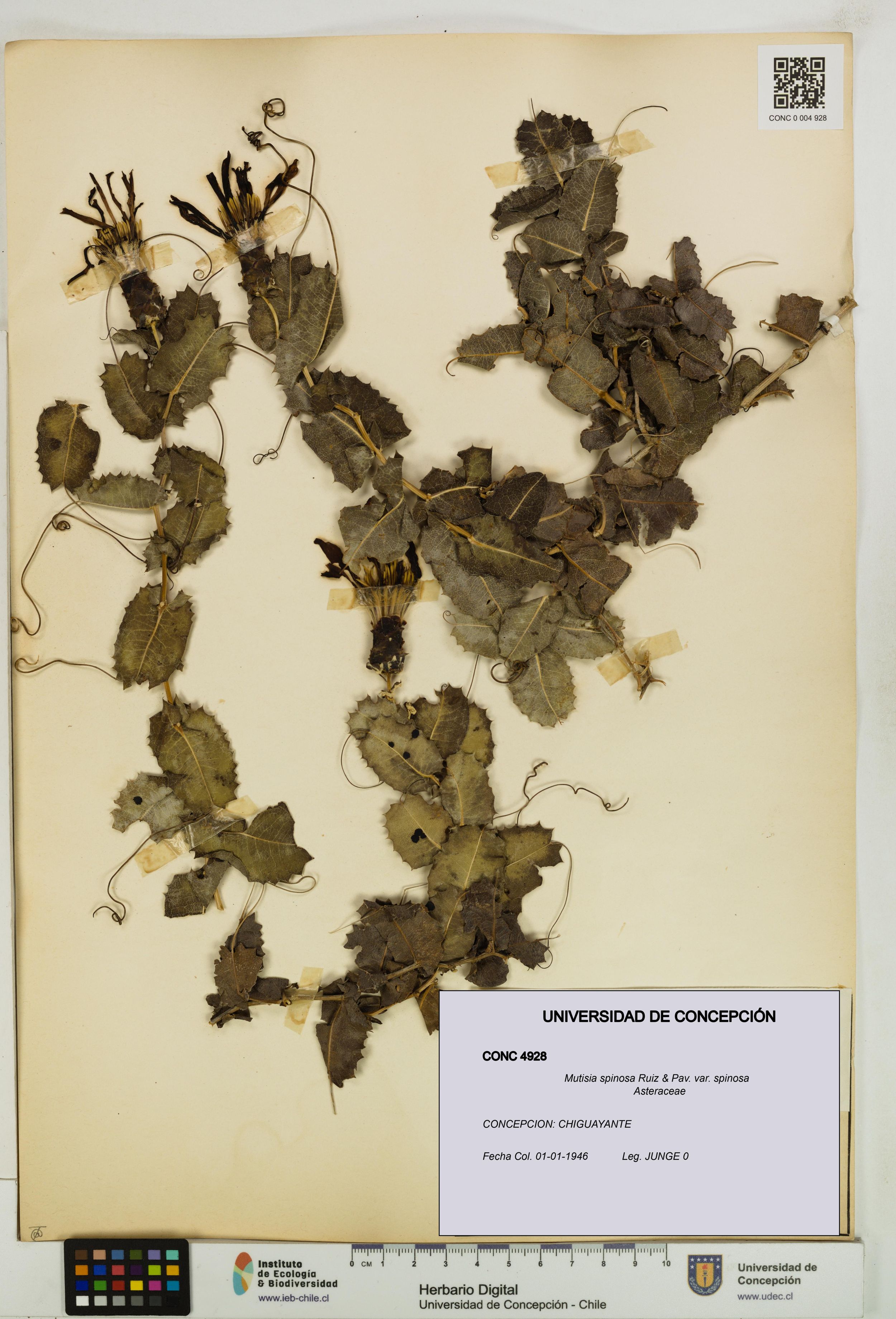 Mutisia spinosa var. spinosa [Espécimen: ]