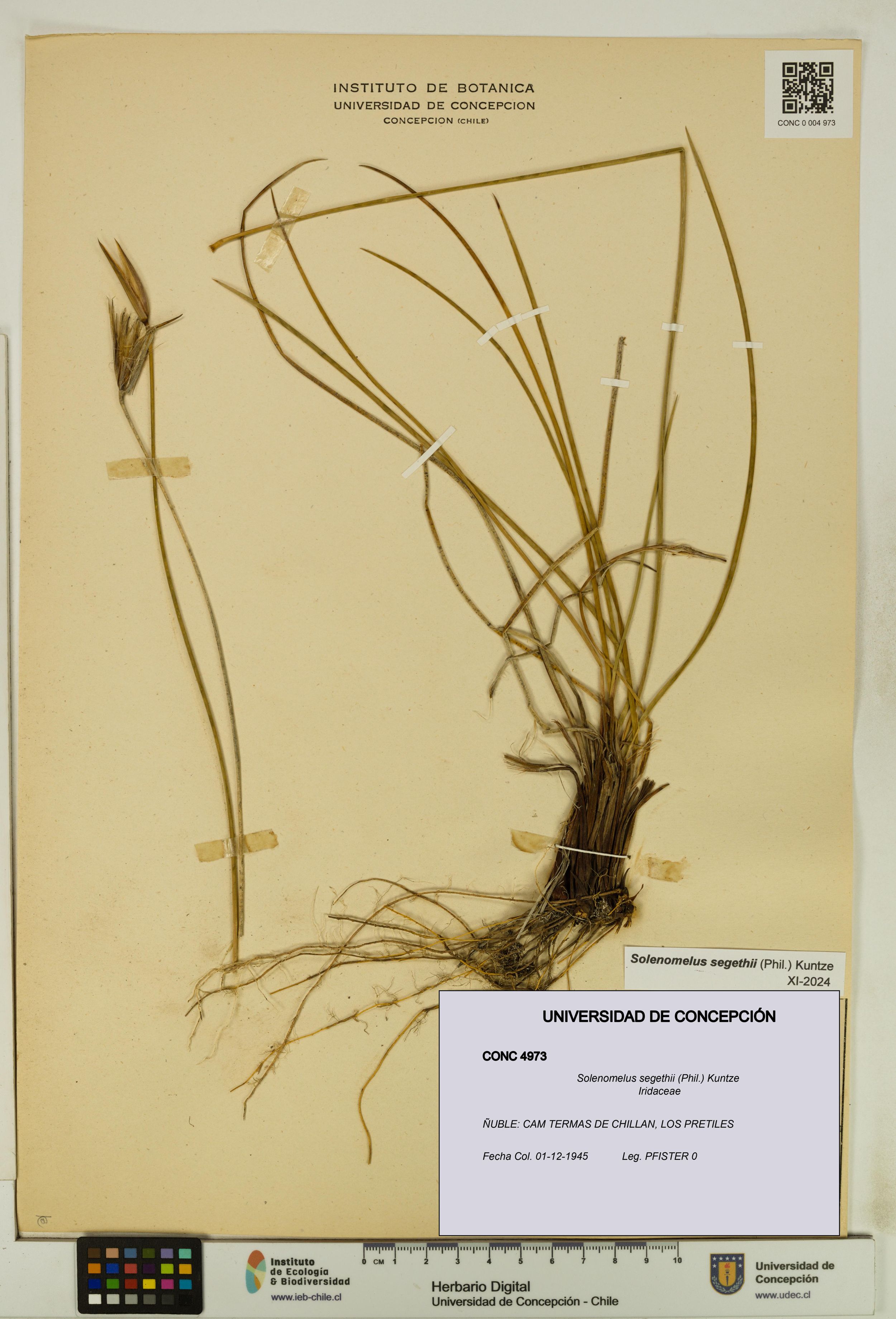 Solenomelus segethii [Espécimen: ]