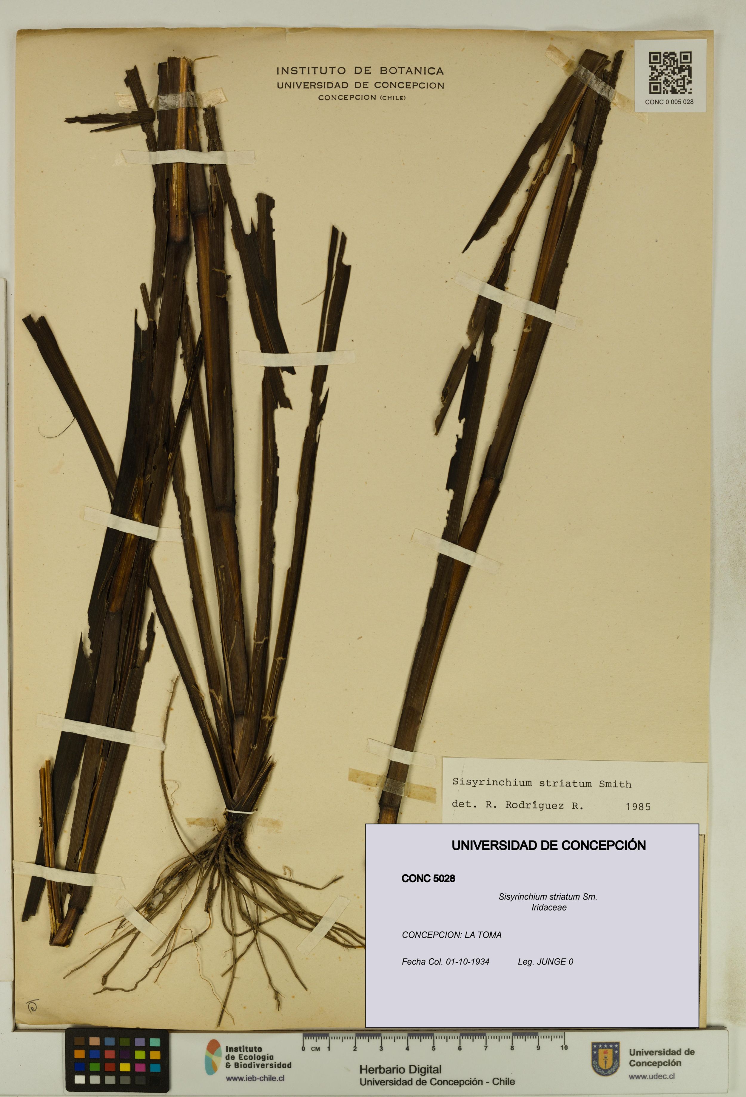 Sisyrinchium striatum [Espécimen: ]