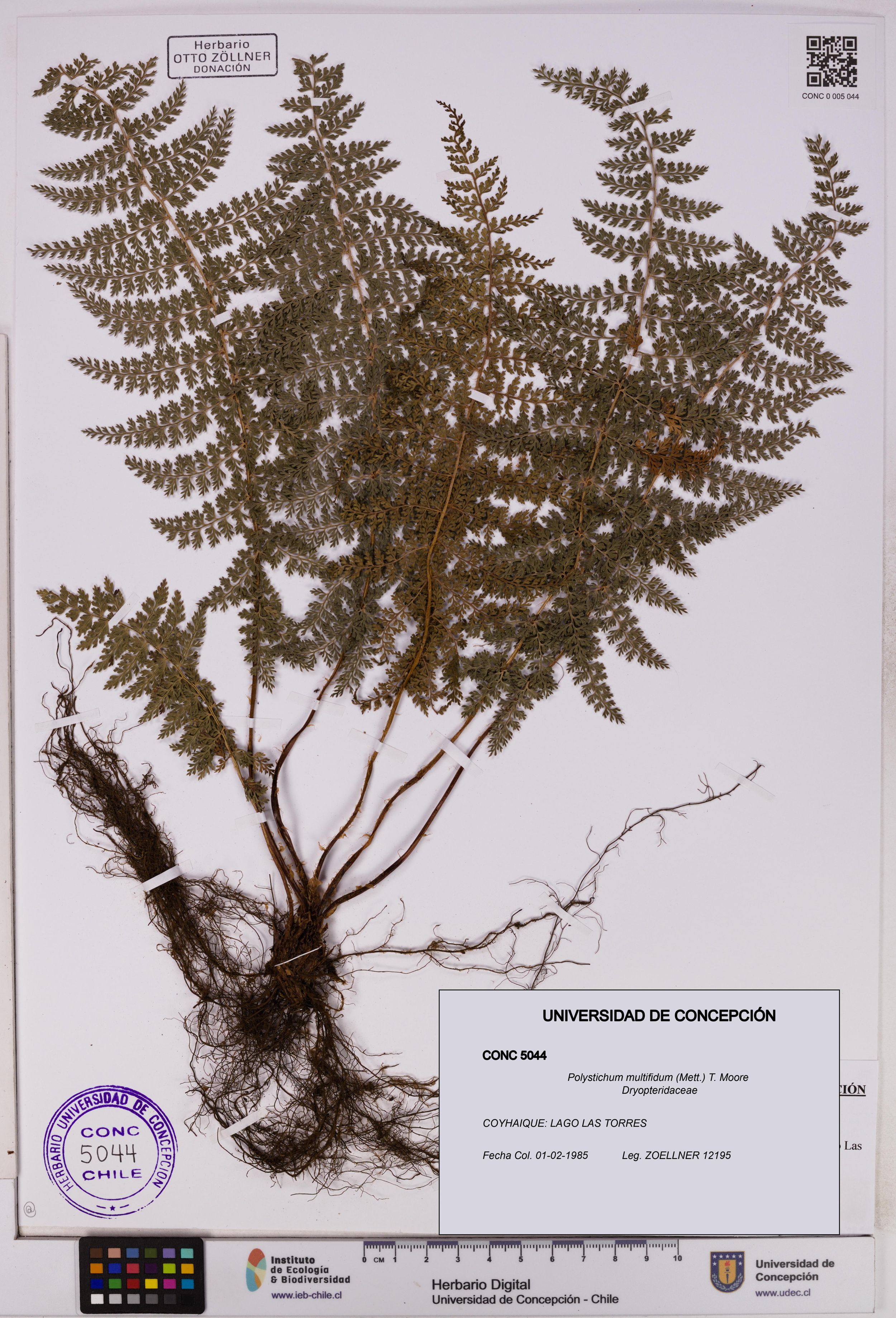 Polystichum multifidum [Espécimen: ]