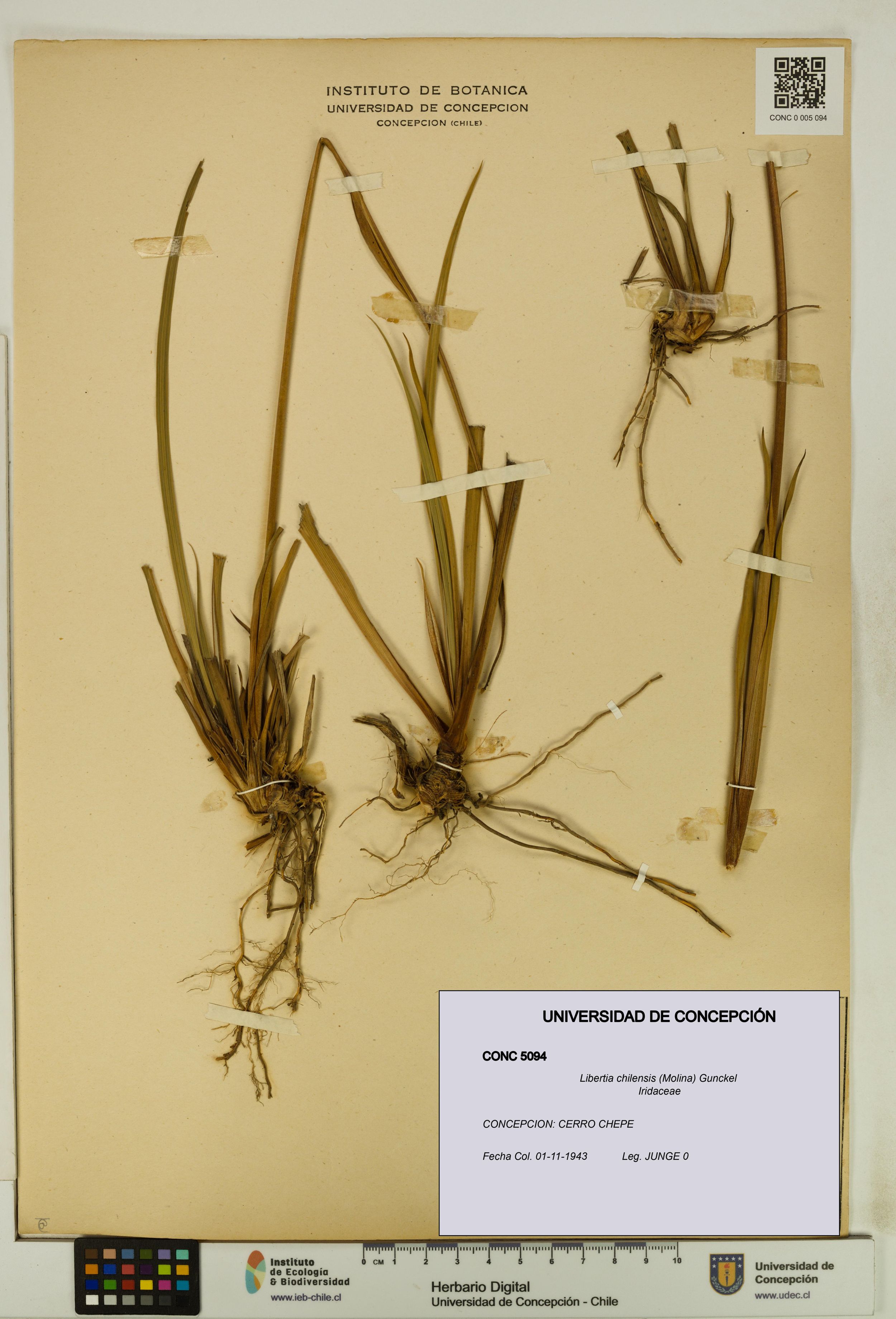 Libertia chilensis [Espécimen: ]