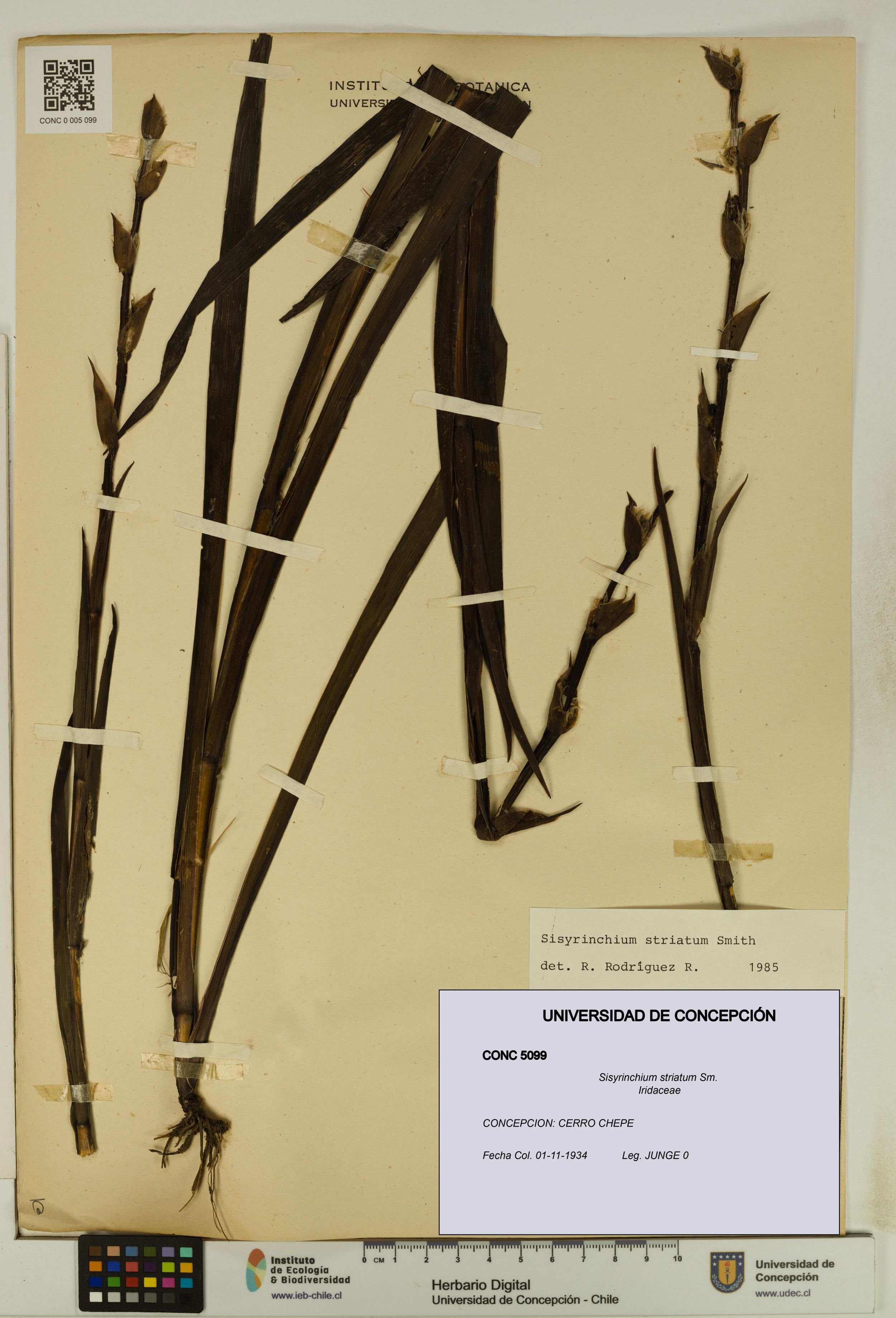 Sisyrinchium striatum [Espécimen: ]