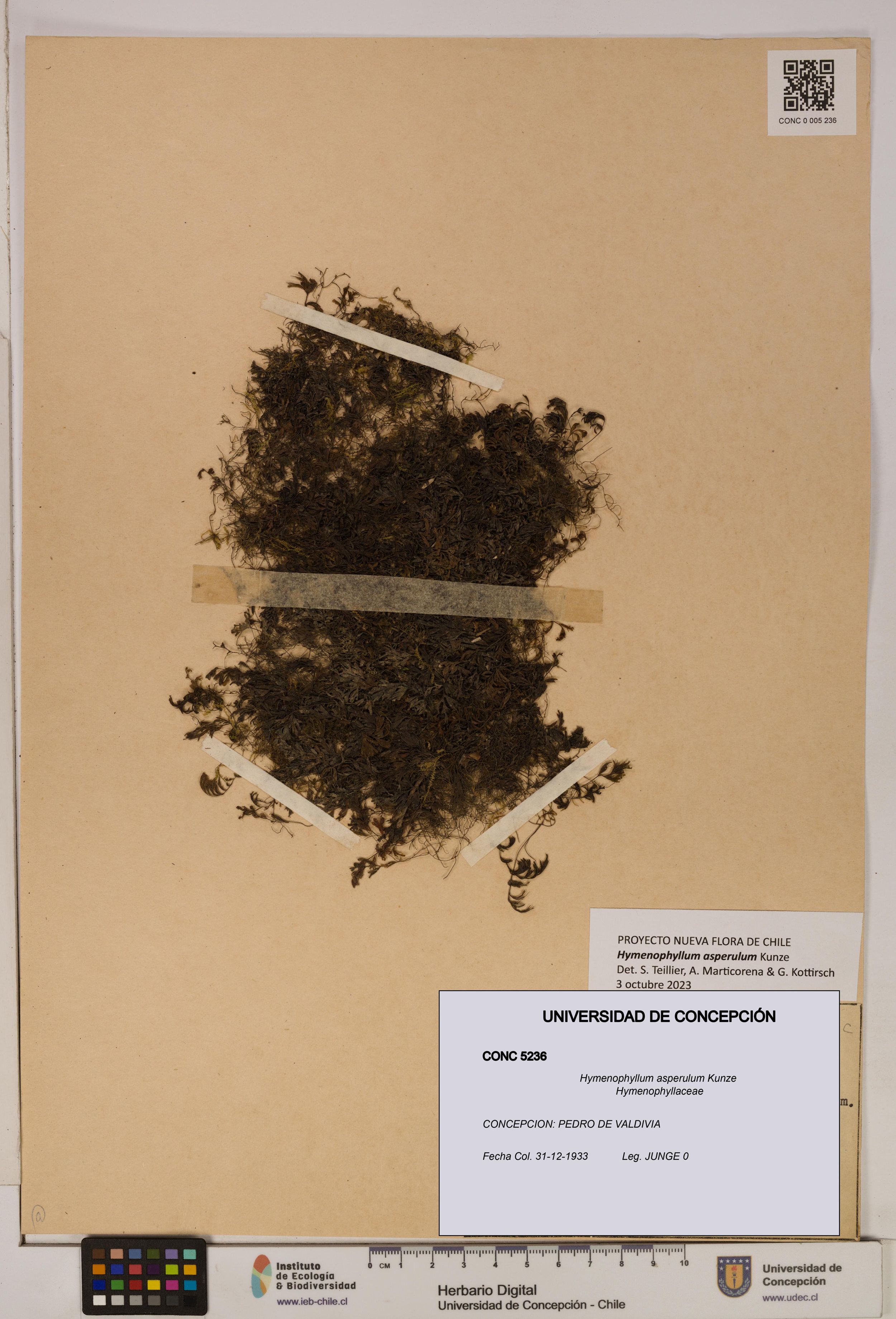 Hymenophyllum asperulum [Espécimen: ]