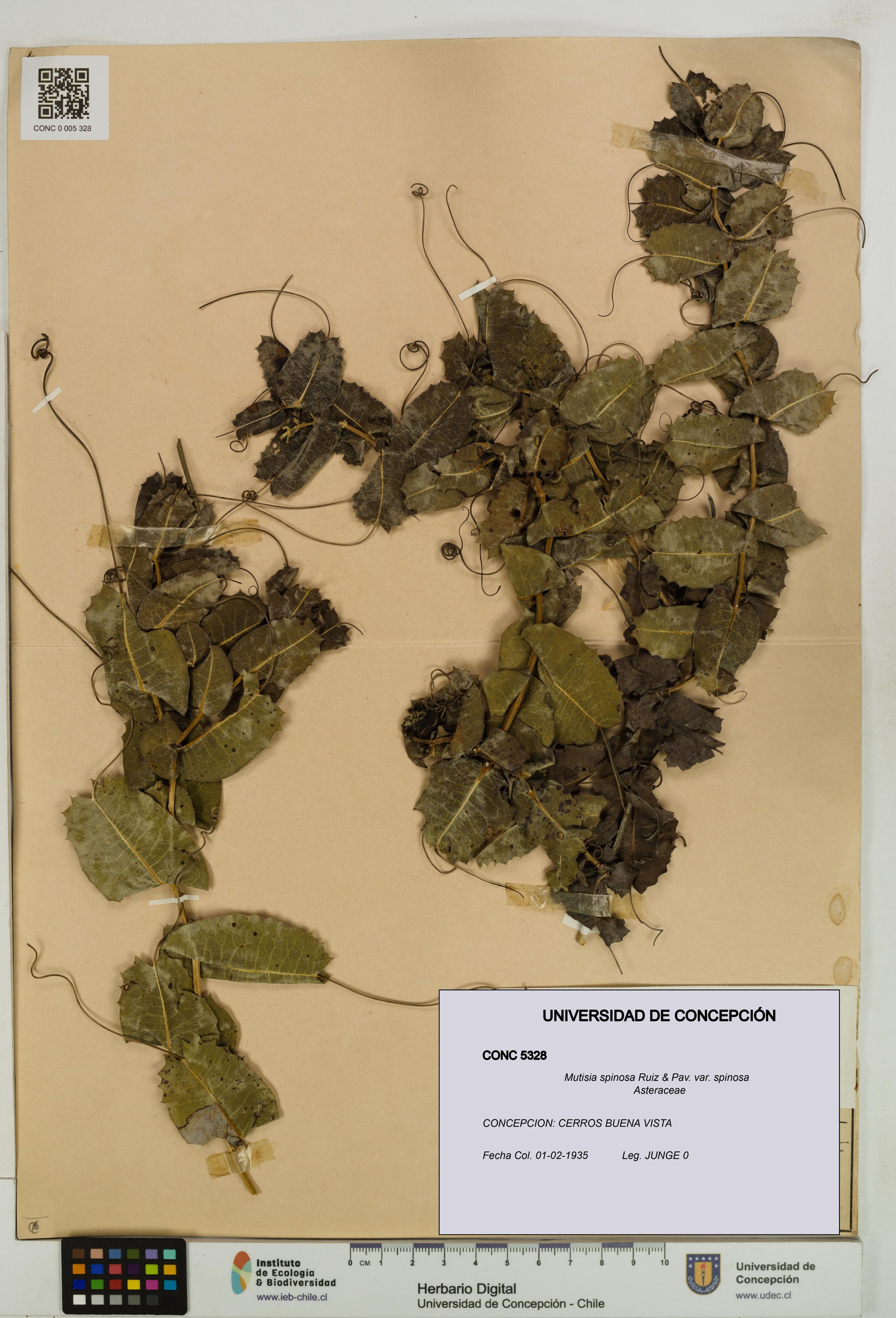 Mutisia spinosa var. spinosa [Espécimen: ]