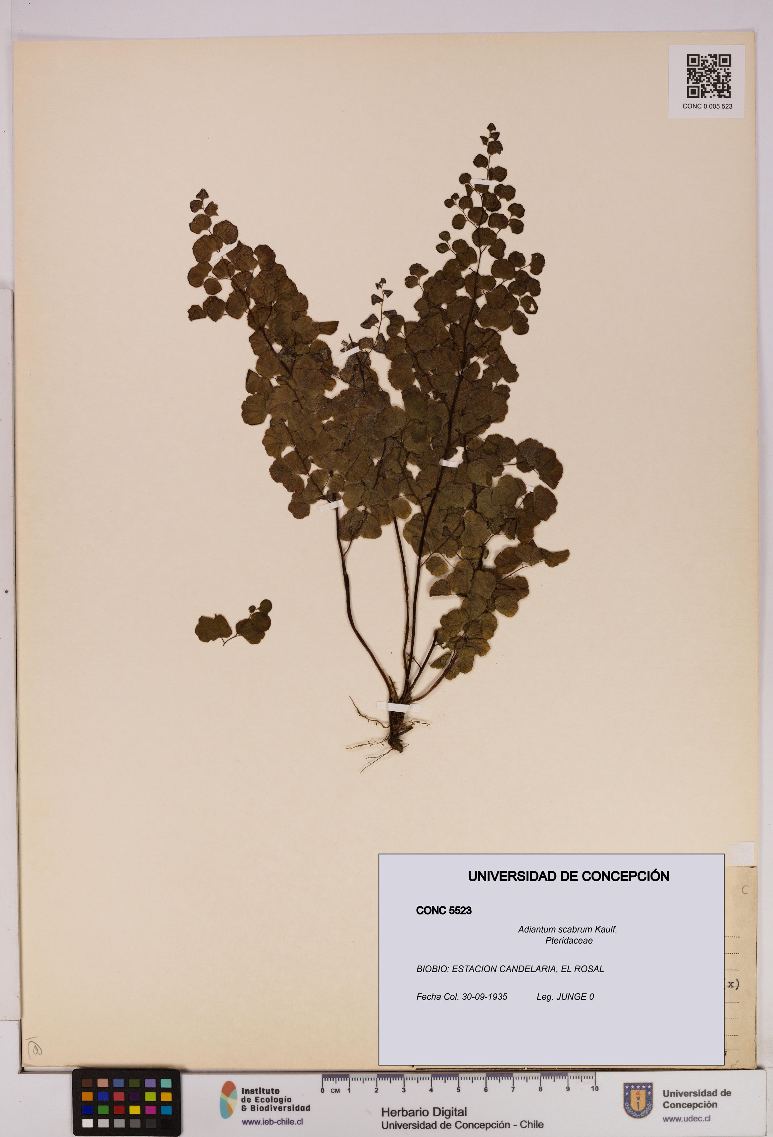 Adiantum scabrum [Espécimen: ]