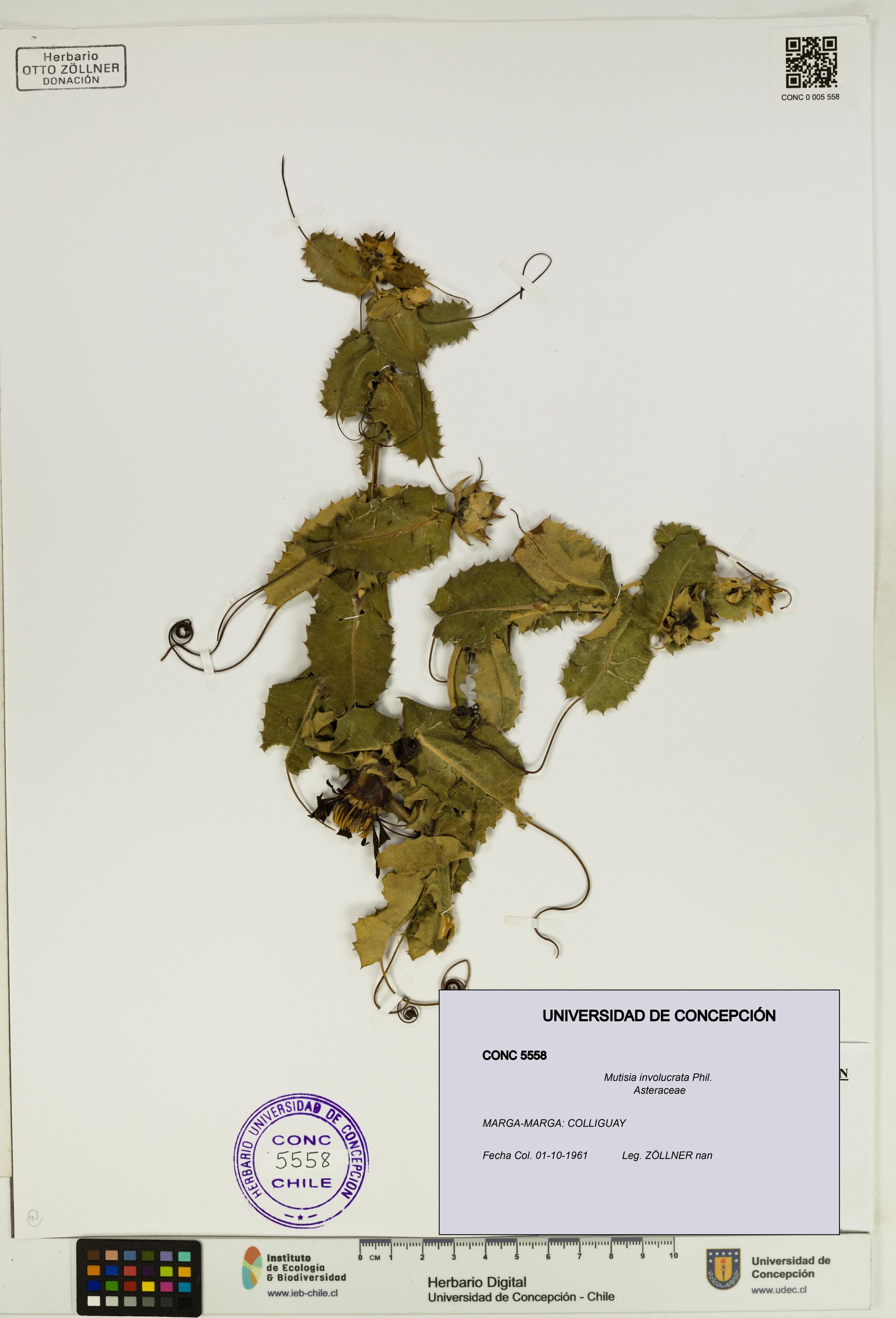 Mutisia involucrata [Espécimen: ]