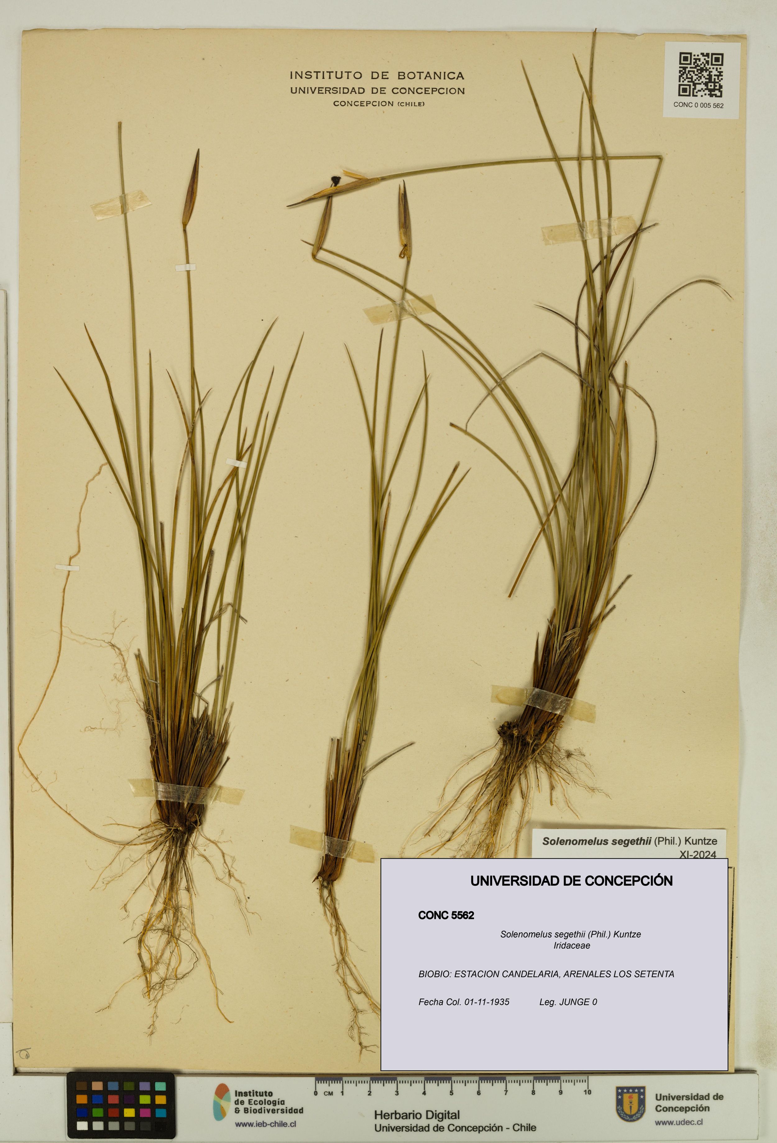 Solenomelus segethii [Espécimen: ]