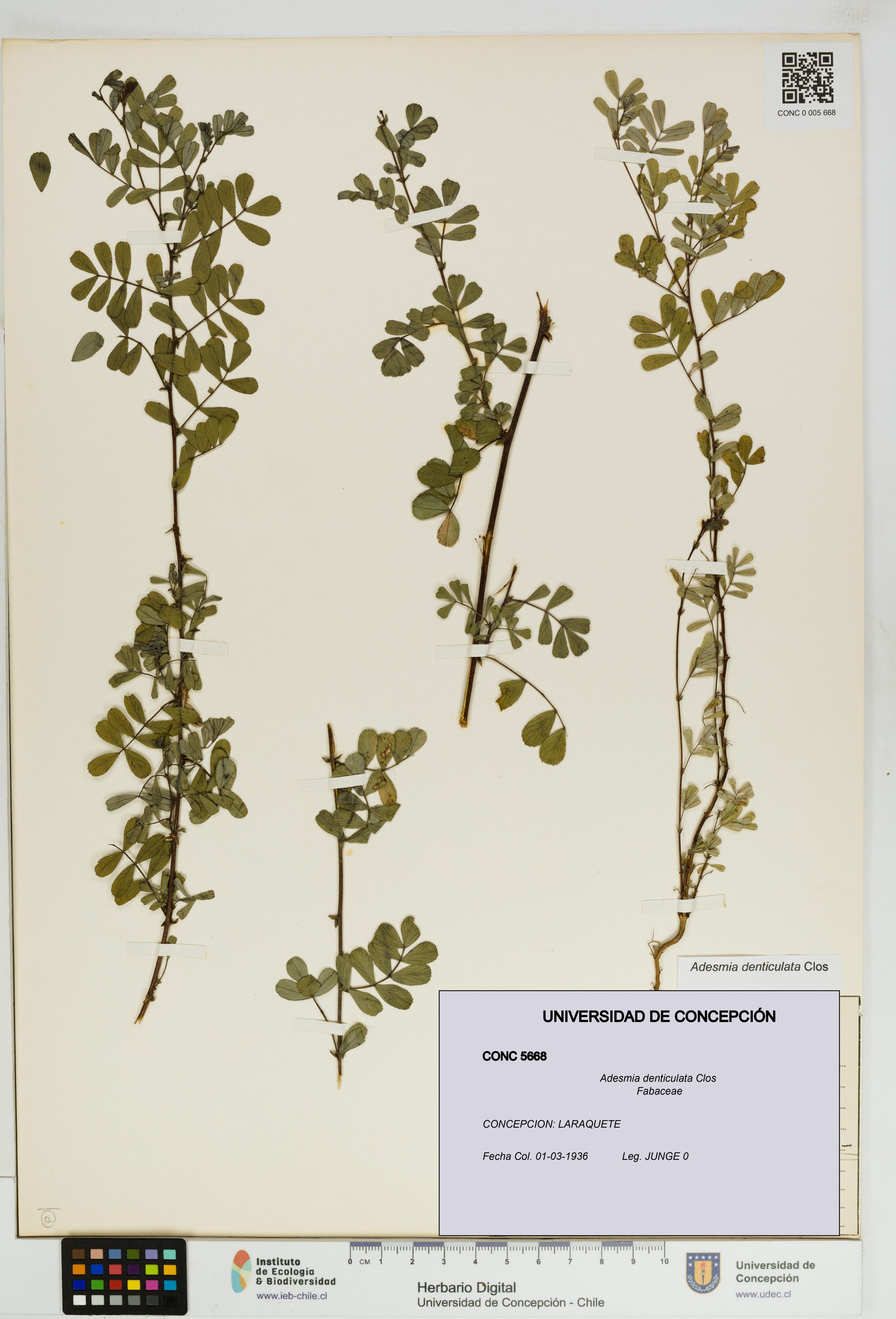 Adesmia denticulata [Espécimen: ]