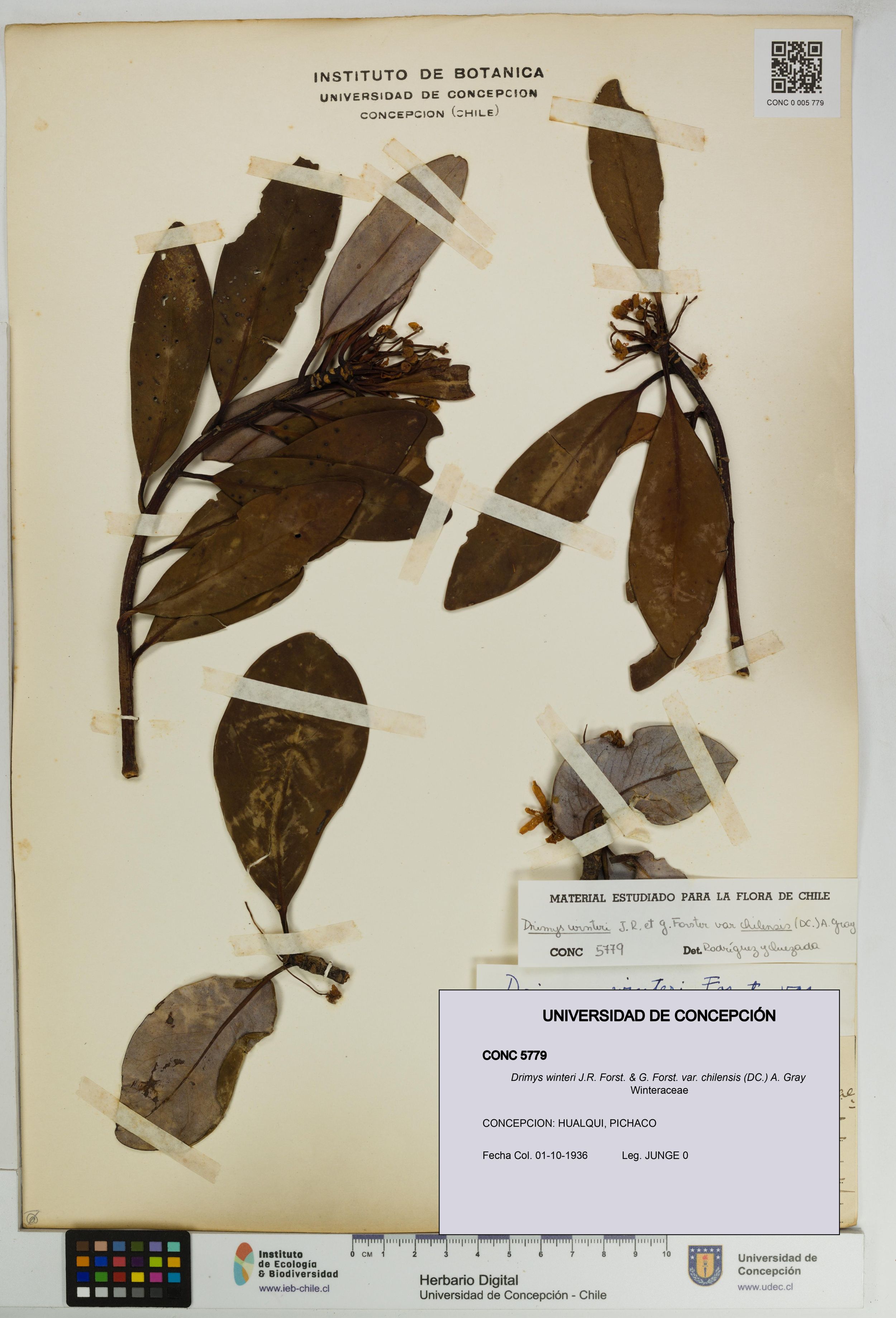 Drimys winteri var. chilensis [Espécimen: ]