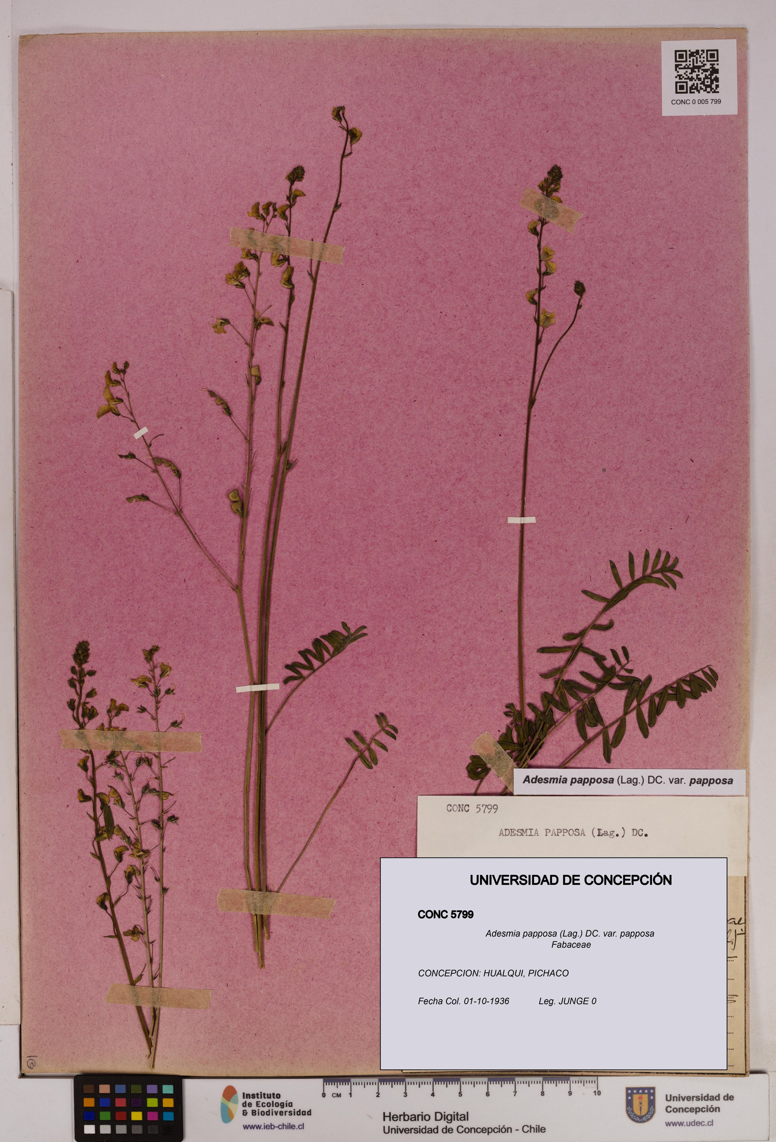 Adesmia papposa var. papposa [Espécimen: ]