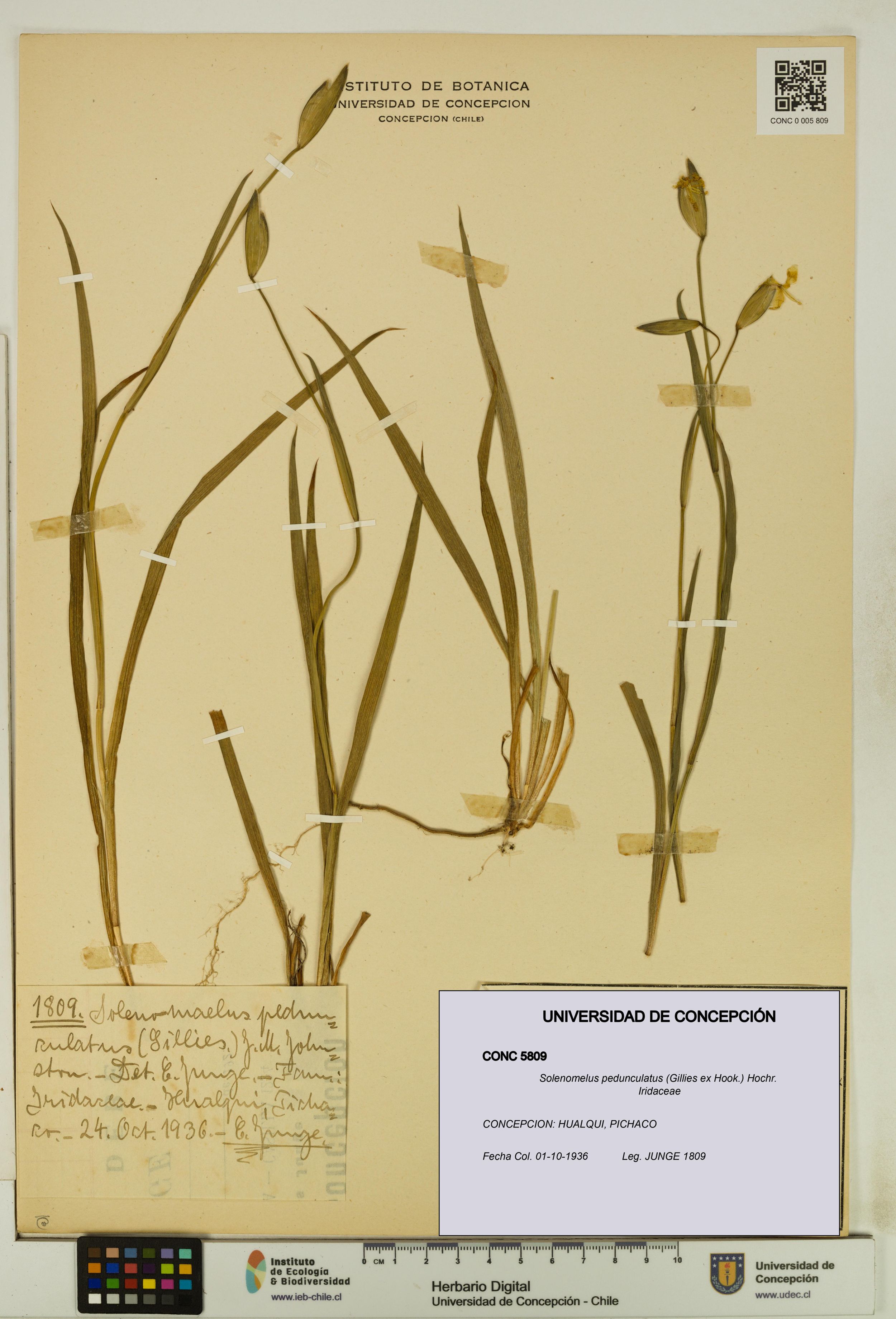 Solenomelus pedunculatus [Espécimen: ]