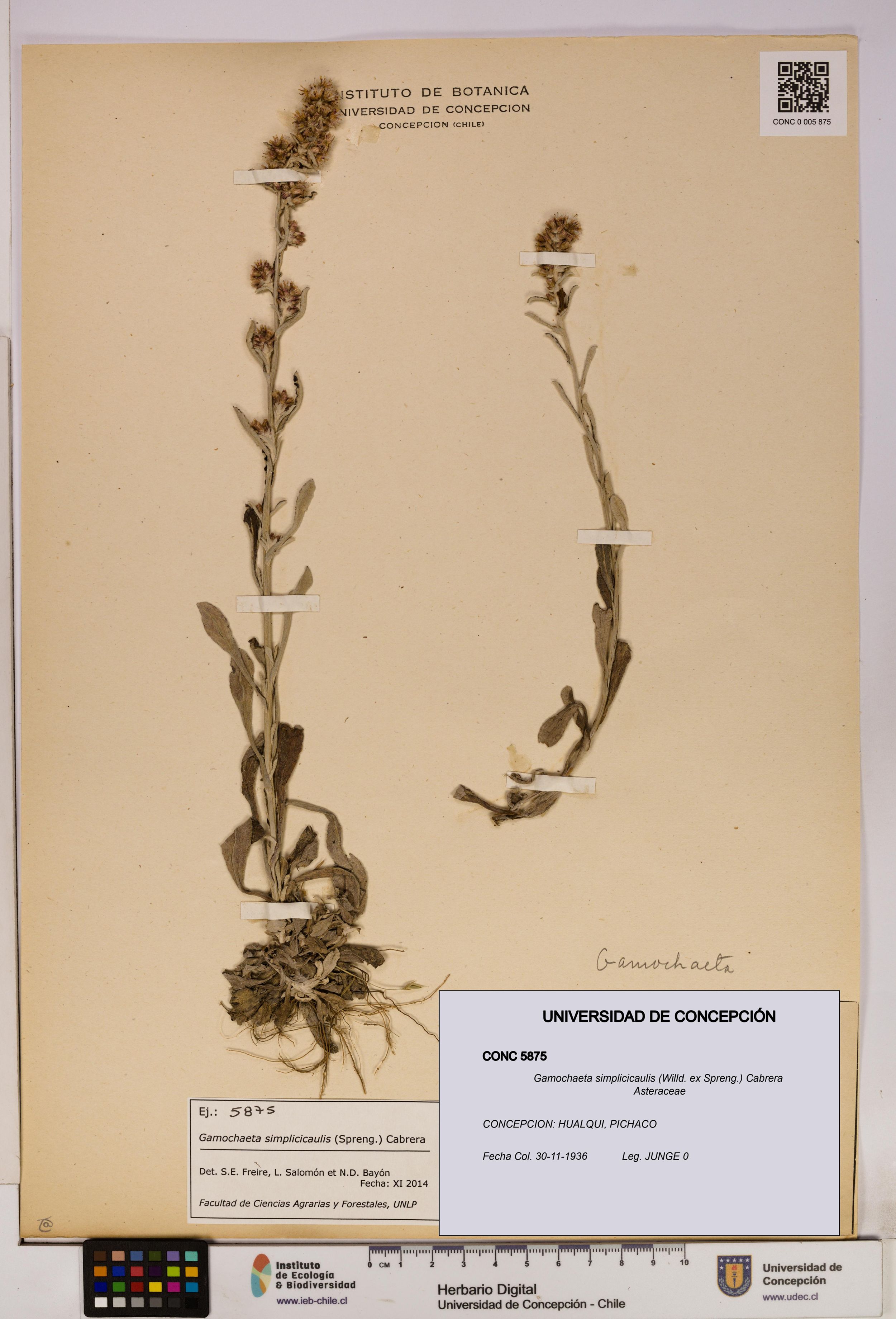 Gamochaeta simplicicaulis [Espécimen: ]