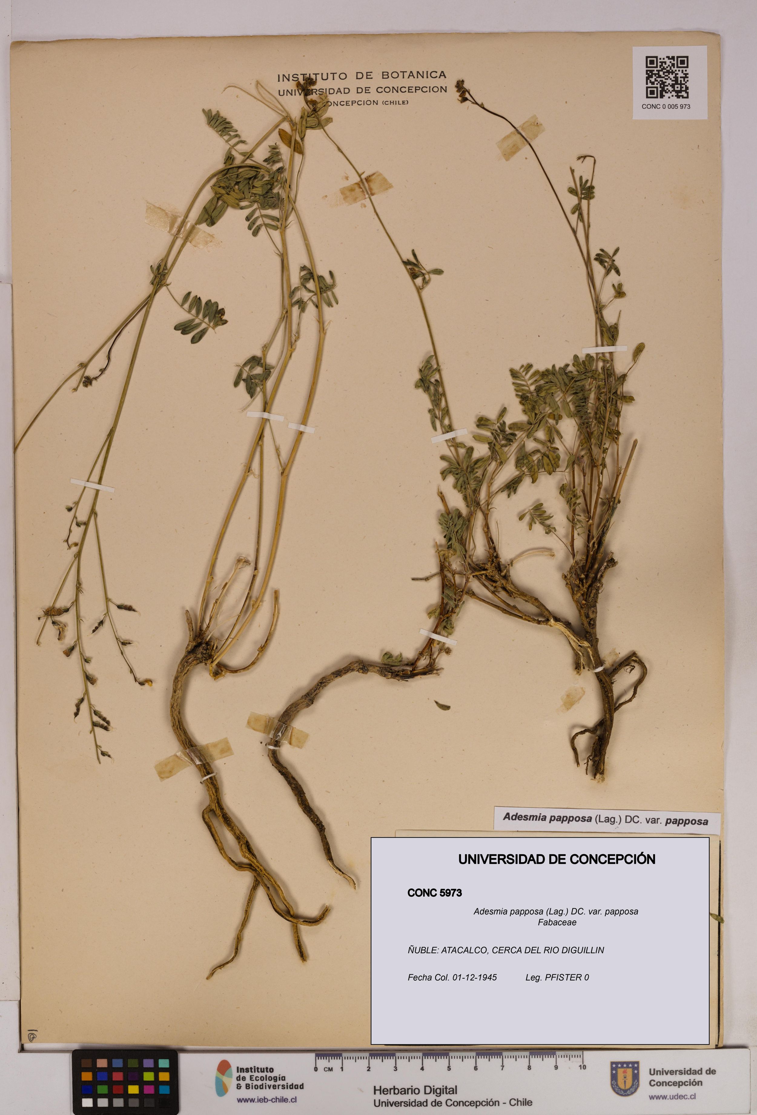 Adesmia papposa var. papposa [Espécimen: ]