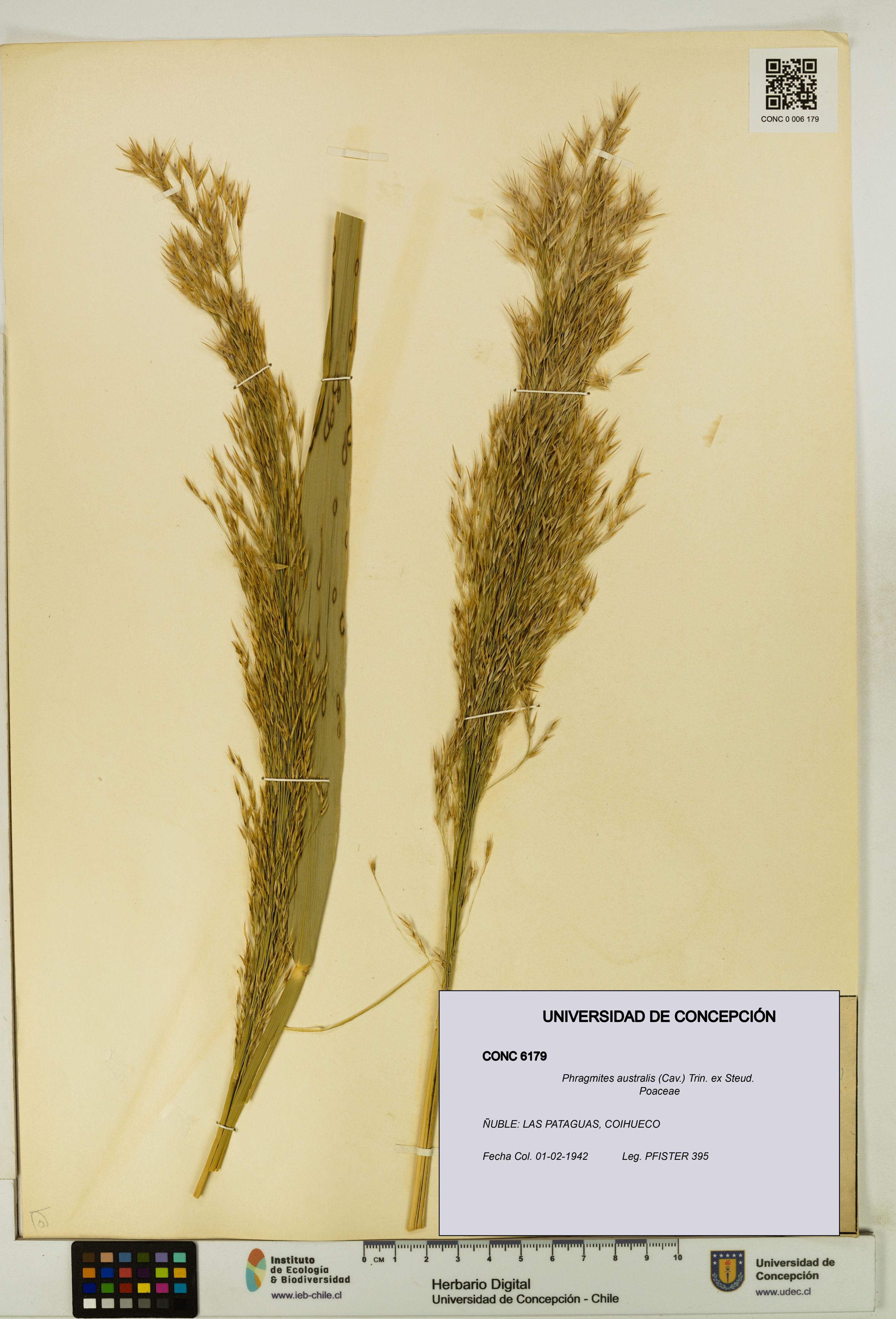 Phragmites australis [Espécimen: ]