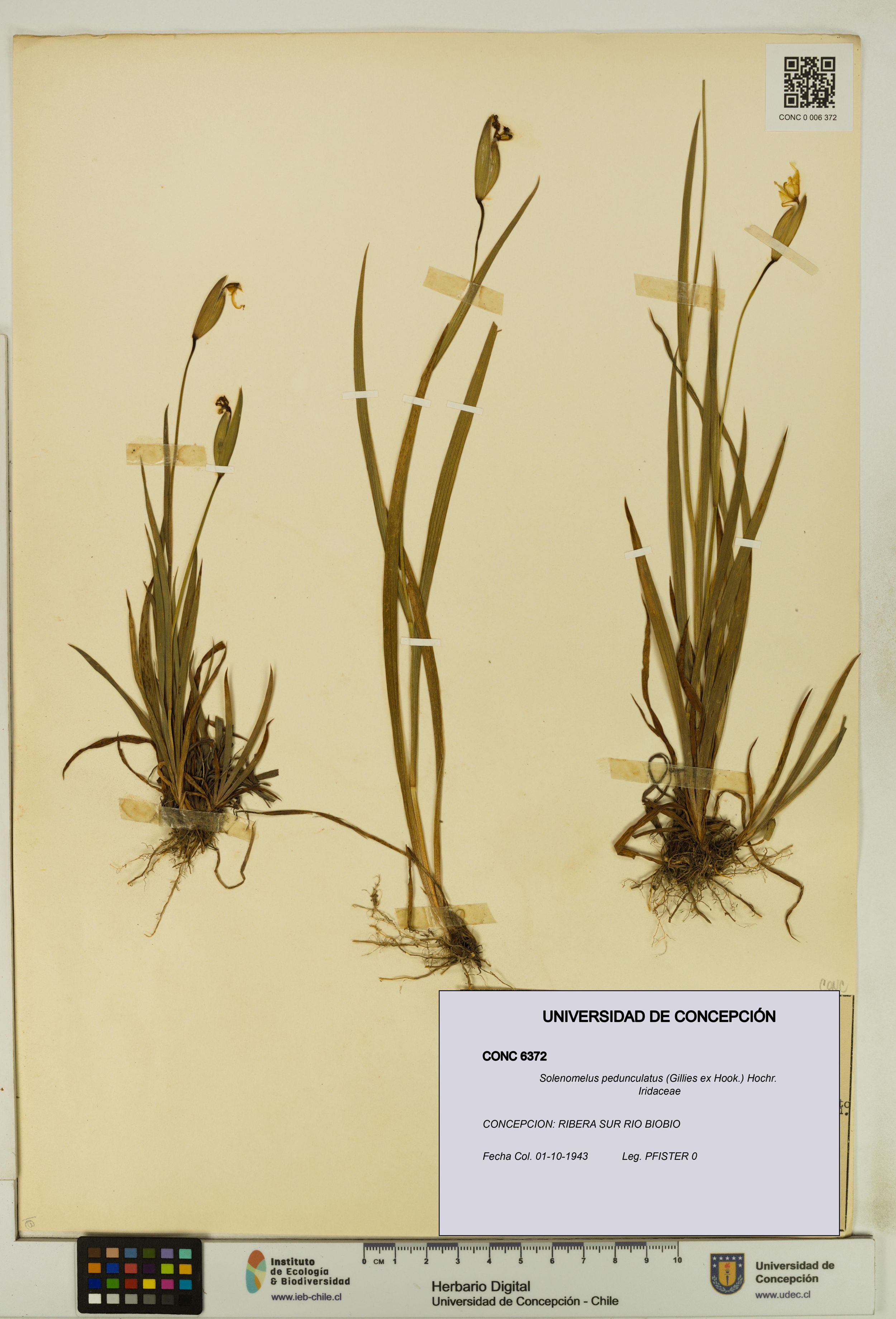 Solenomelus pedunculatus [Espécimen: ]