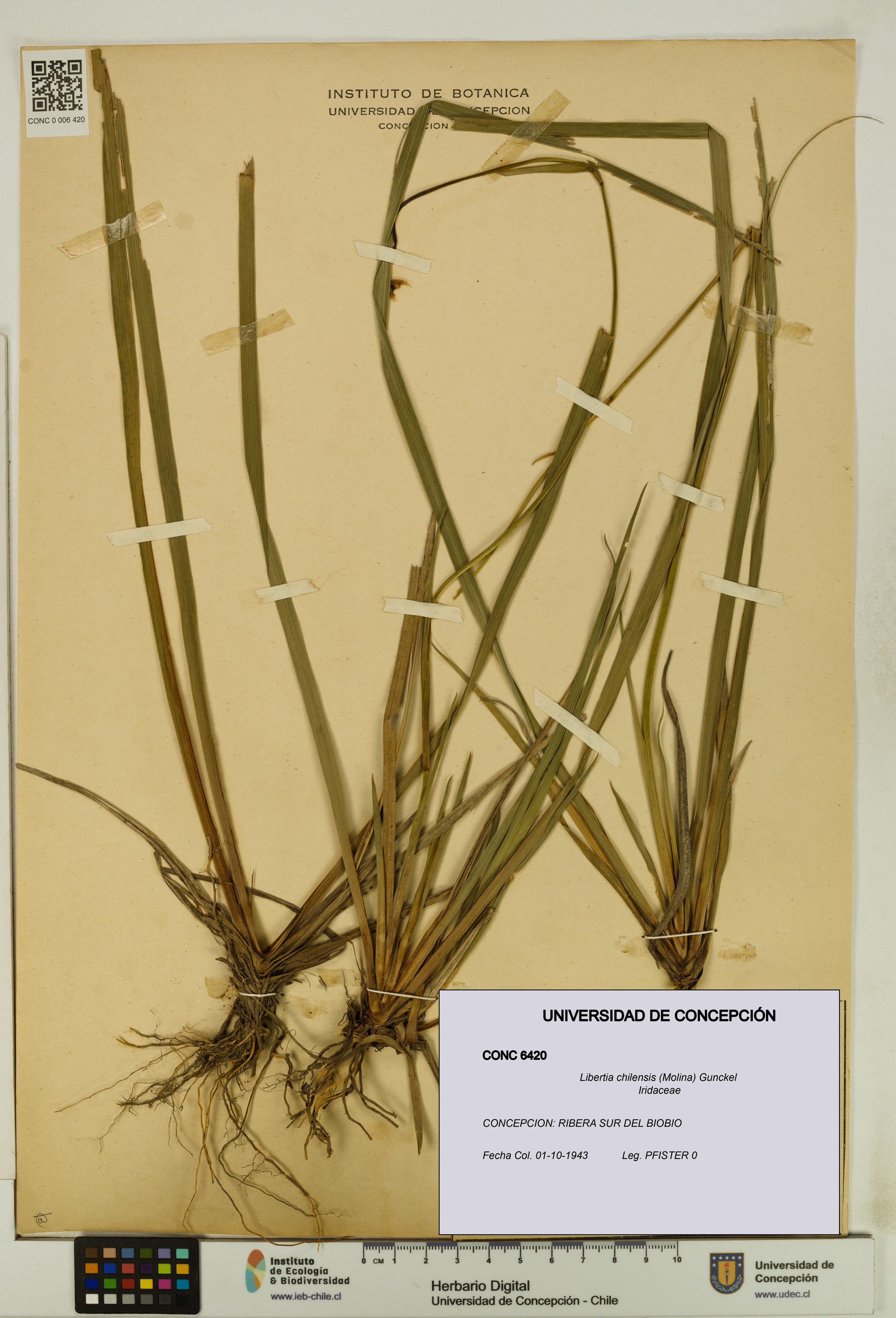 Libertia chilensis [Espécimen: ]