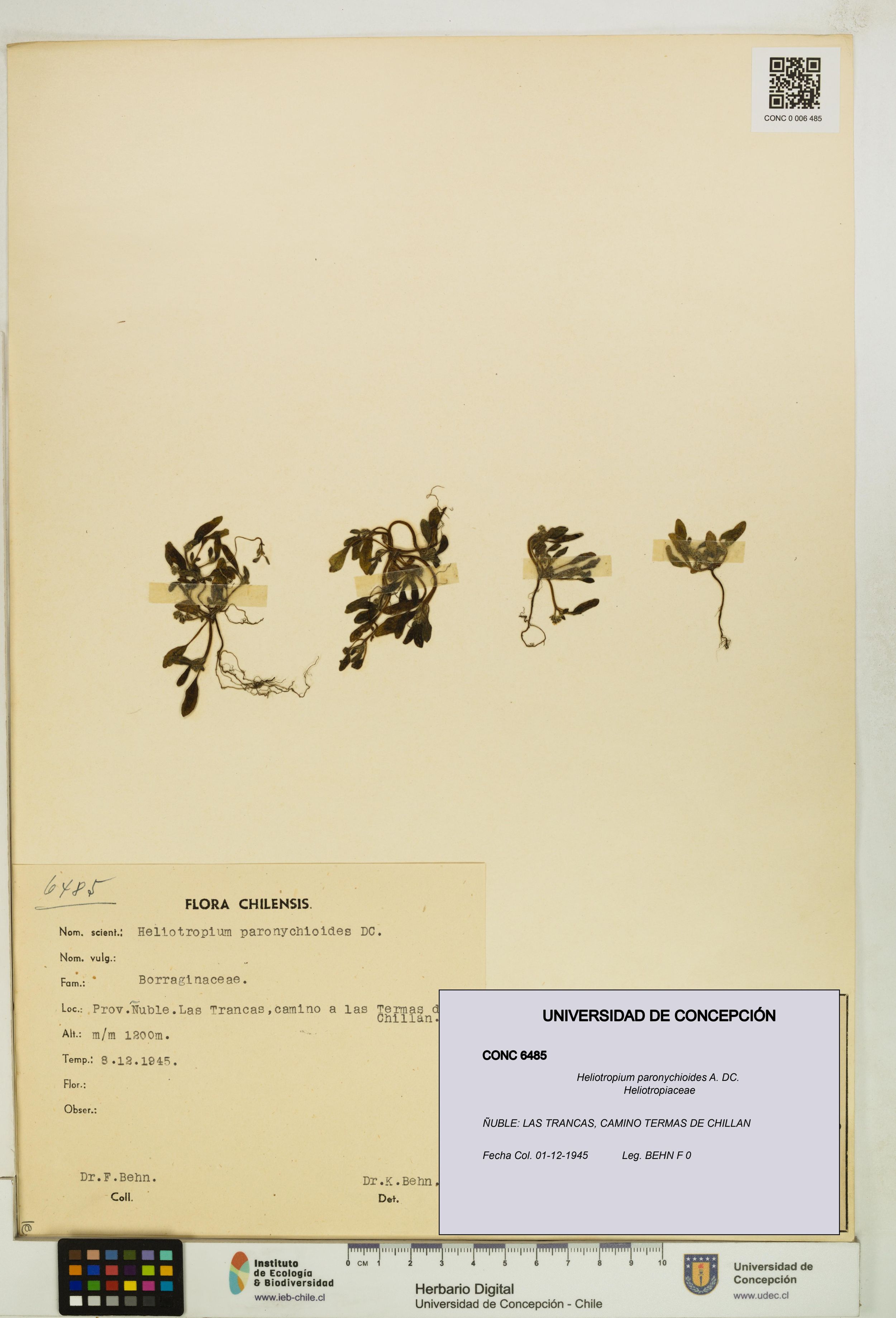 Heliotropium paronychioides [Espécimen: ]
