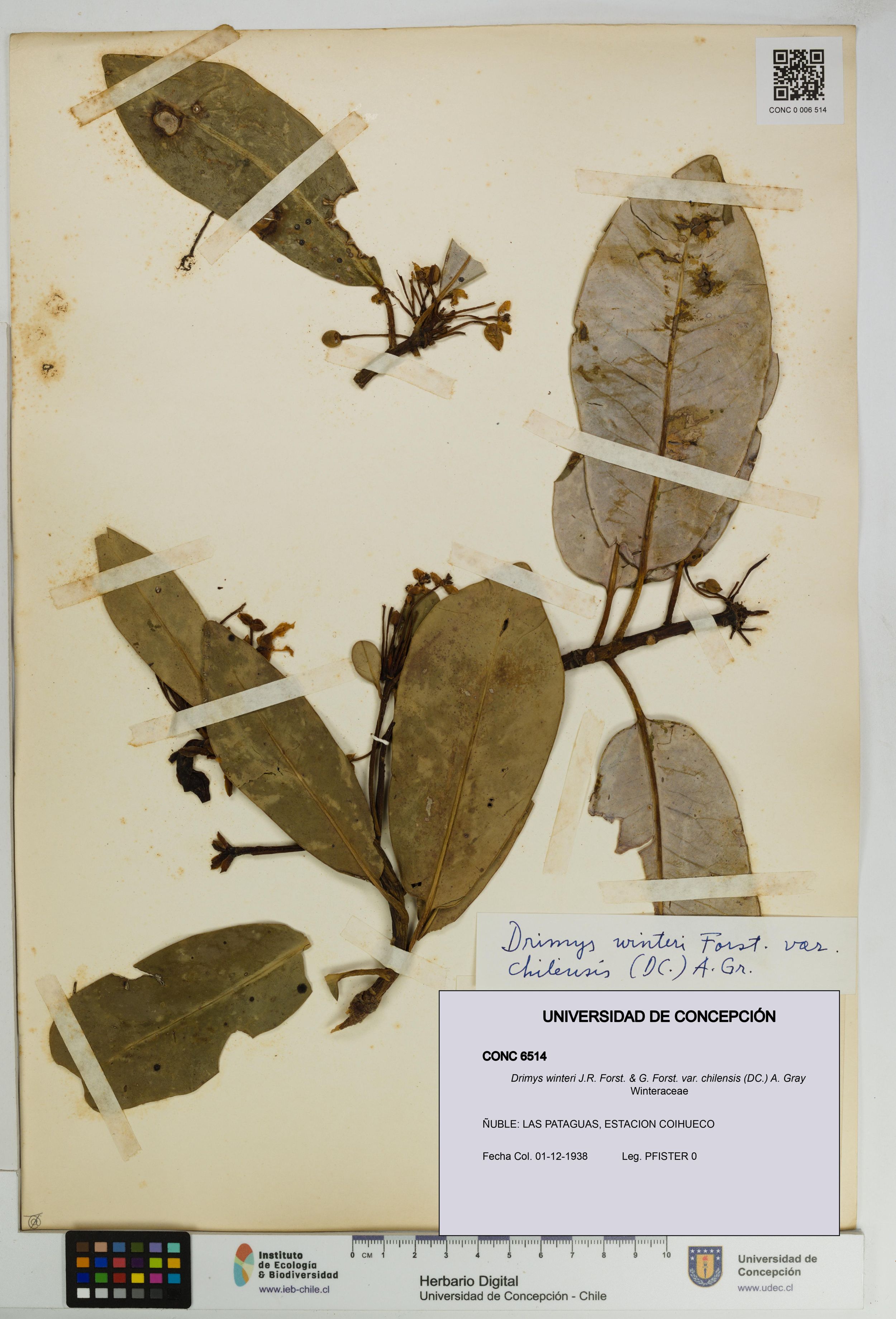 Drimys winteri var. chilensis [Espécimen: ]