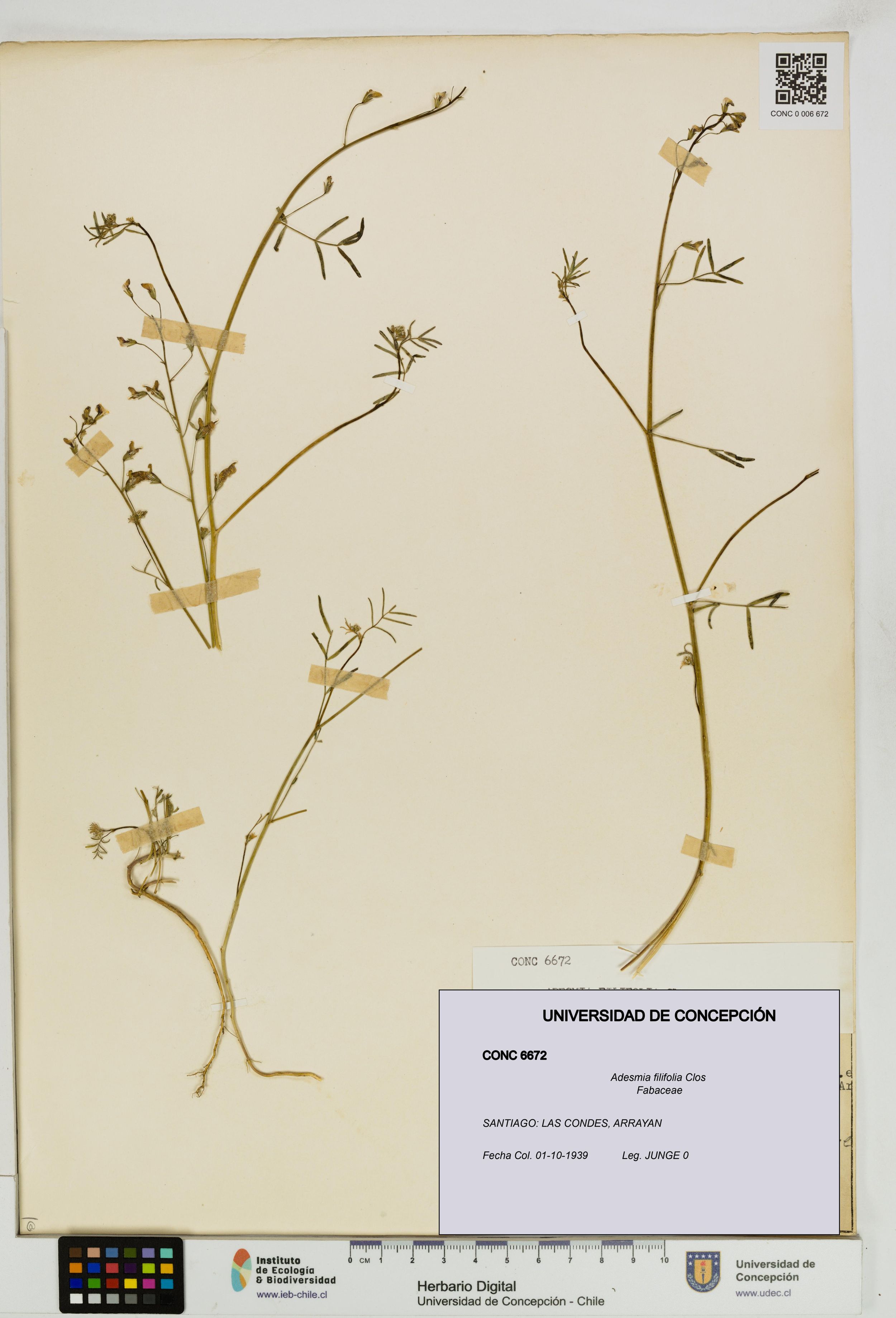 Adesmia filifolia [Espécimen: ]