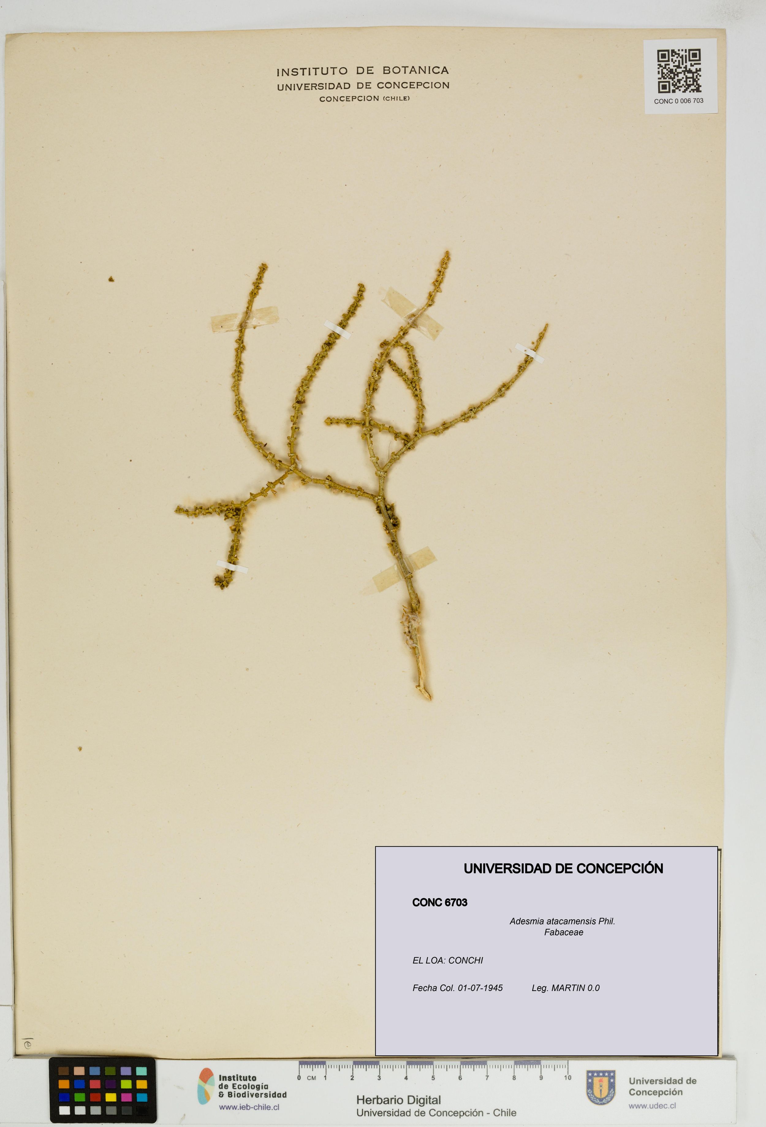 Adesmia atacamensis [Espécimen: ]