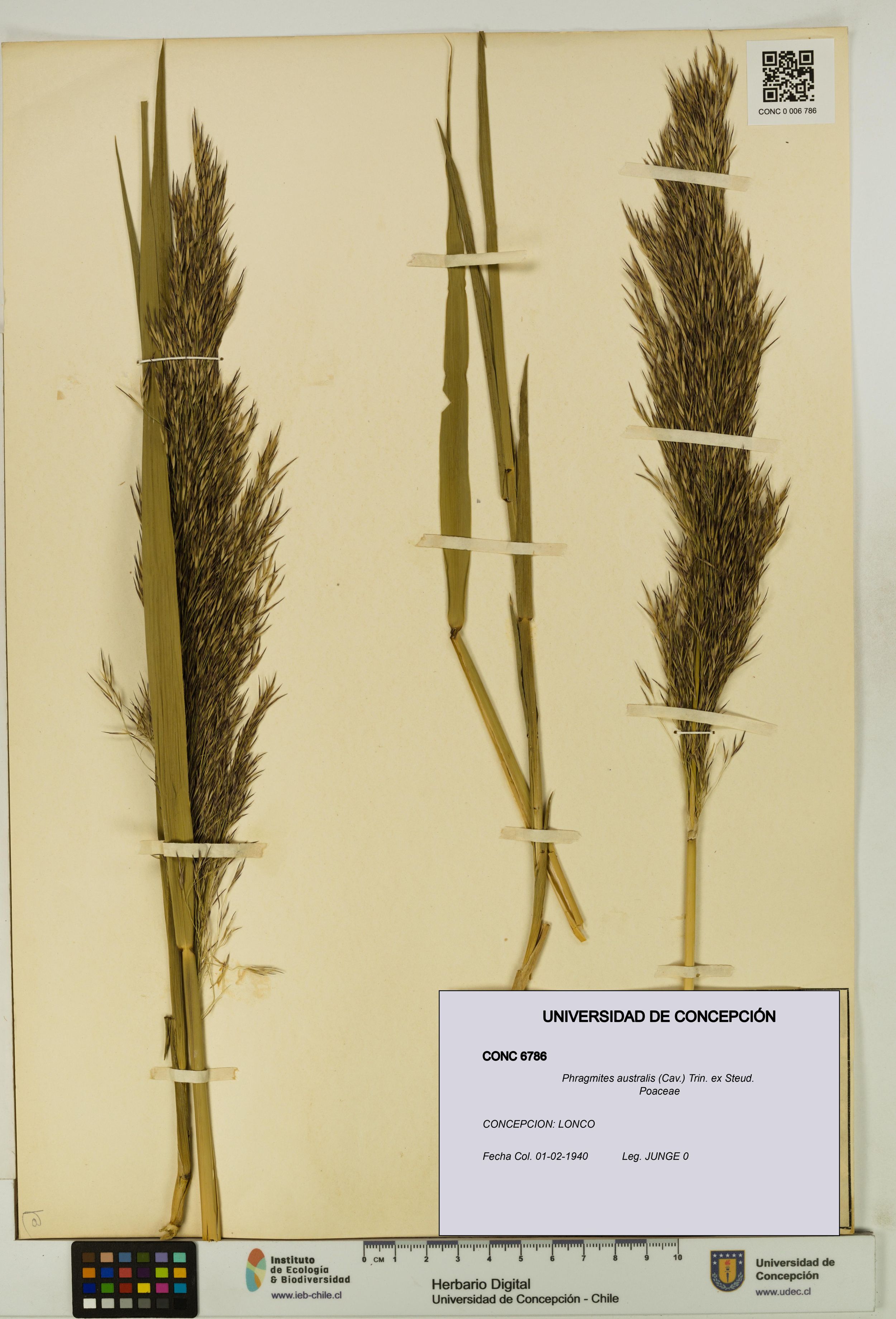 Phragmites australis [Espécimen: ]