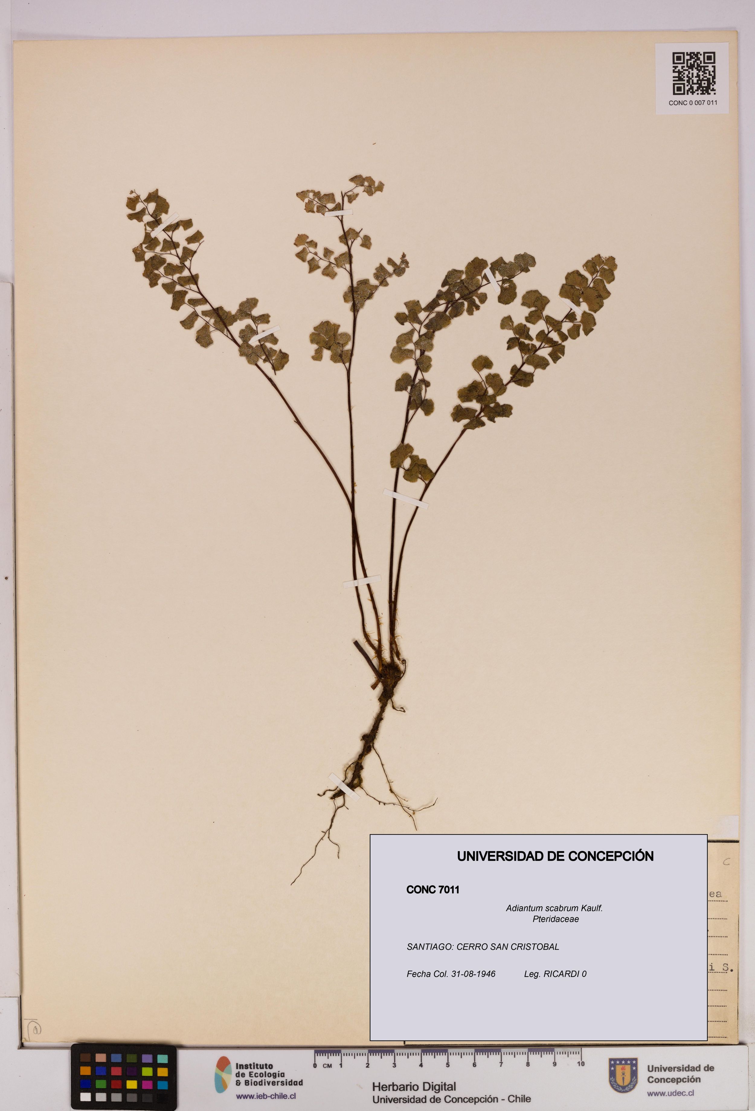 Adiantum scabrum [Espécimen: ]
