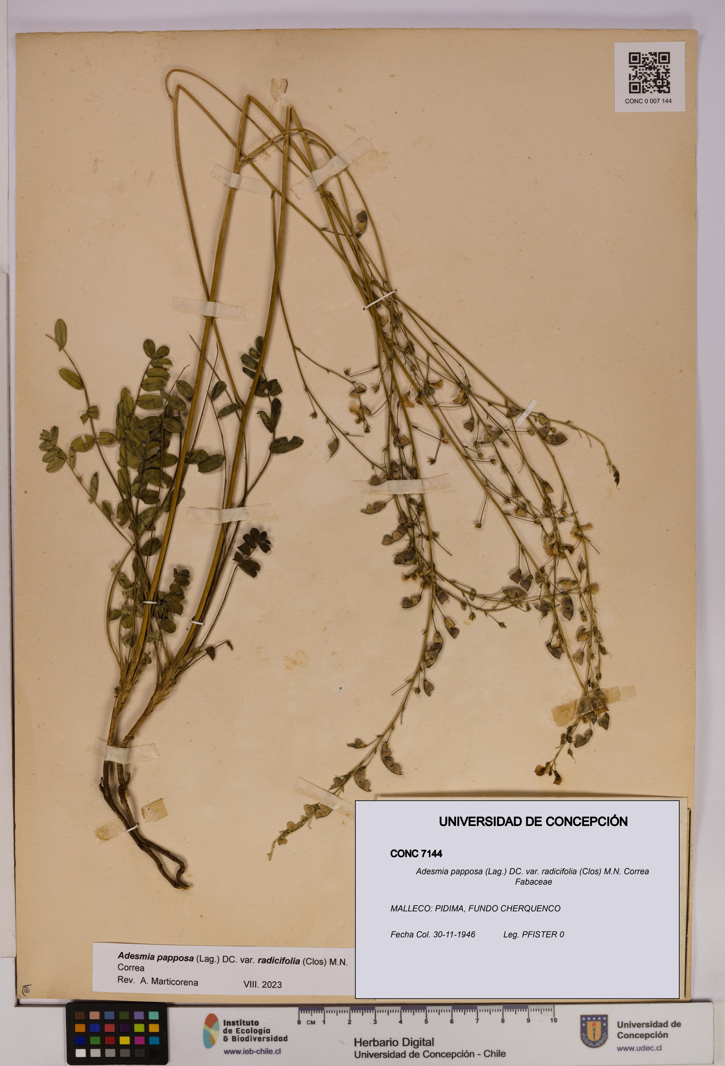 Adesmia papposa var. radicifolia [Espécimen: ]